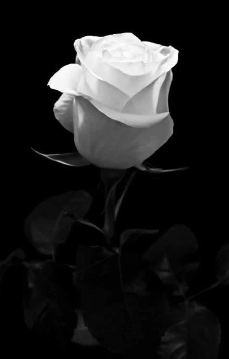 Roses 桌布 壁紙 — 一朵單獨的白玫瑰，以高對比度黑白呈現，柔和光線映襯深色背景。