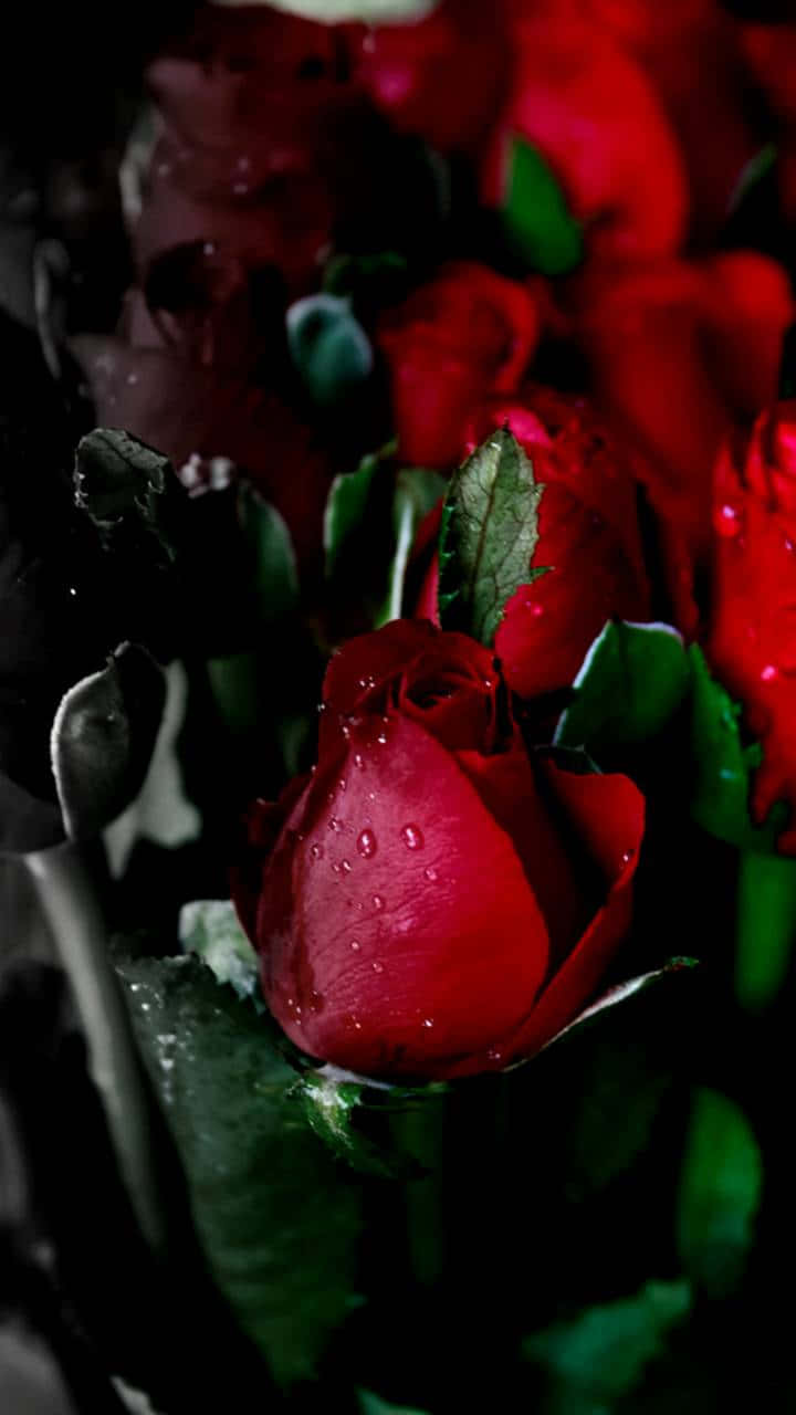 Cool Rose 桌布 壁紙 — 一朵單獨的紅玫瑰花蕾在深綠色葉子和陰影背景上閃爍著水滴的特寫。