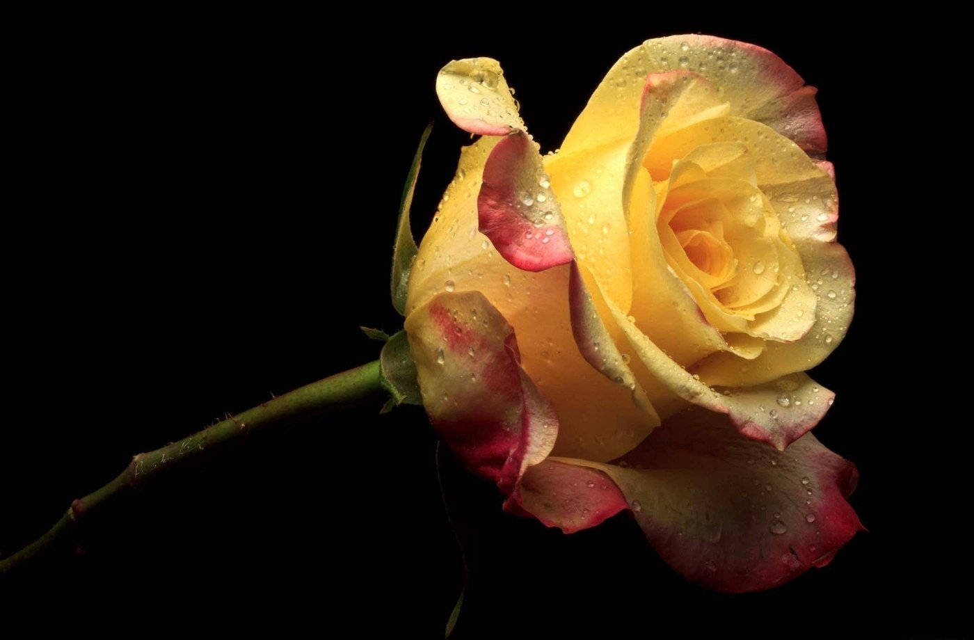 Roses 桌布 壁紙 — 一朵單獨的黃玫瑰，花瓣尖端帶紅色，帶有露珠，在純黑背景上閃耀。
