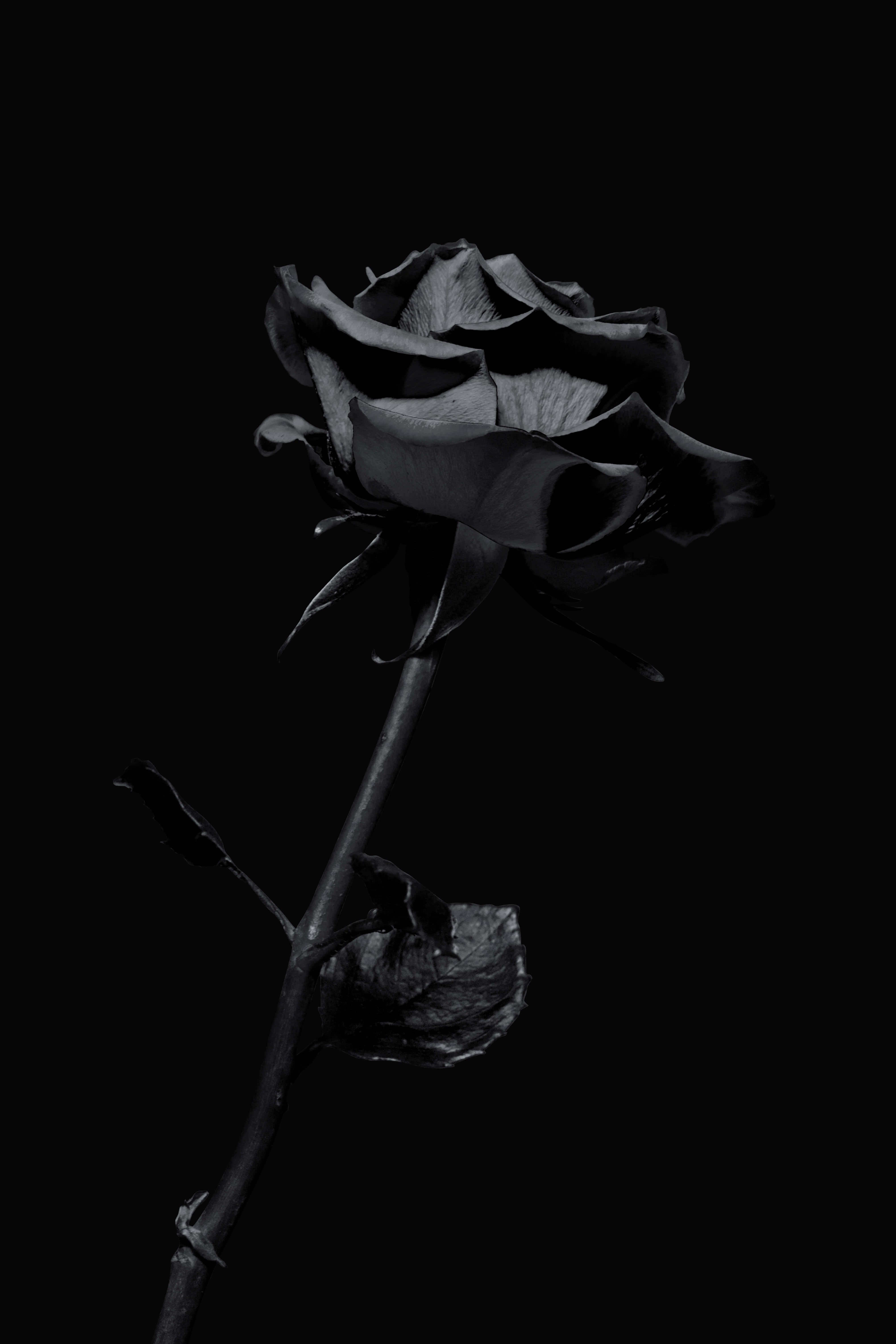 Flowers 桌布 壁紙 — 一朵單獨的黑玫瑰，花瓣枯萎，莖下垂，在純黑色背景下顯得格外突出。