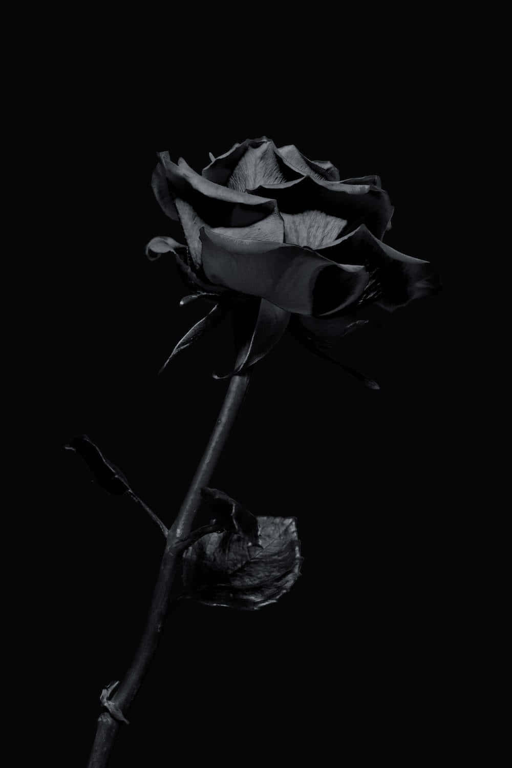 Edgy 桌布 壁紙 — 一朵單獨的黑玫瑰，花瓣精緻，莖幹下垂，在純黑色背景上顯得格外突出。