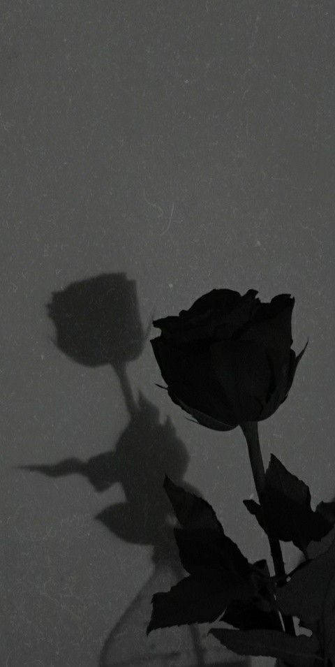 Rose Flower 桌布 壁紙 — 一朵單獨的黑玫瑰在紋理灰牆上投下戲劇性的陰影，形成憂鬱的單色構圖。