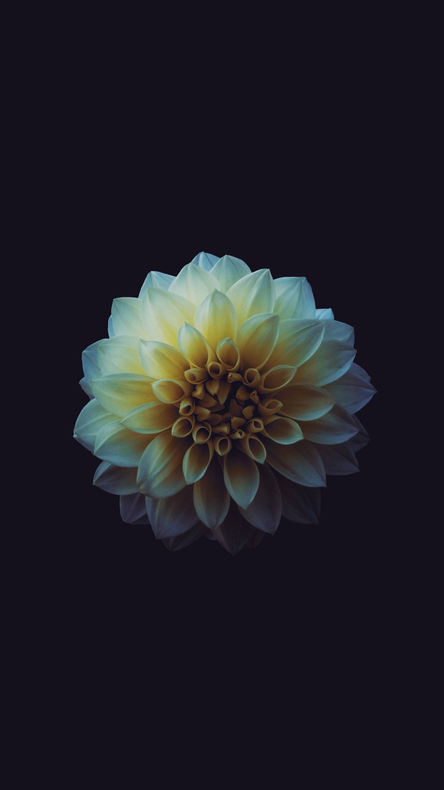 花 桌布 壁紙 — 一朵單瓣大麗花，花瓣呈淡黃色和白色，在深黑色背景上柔和發光。