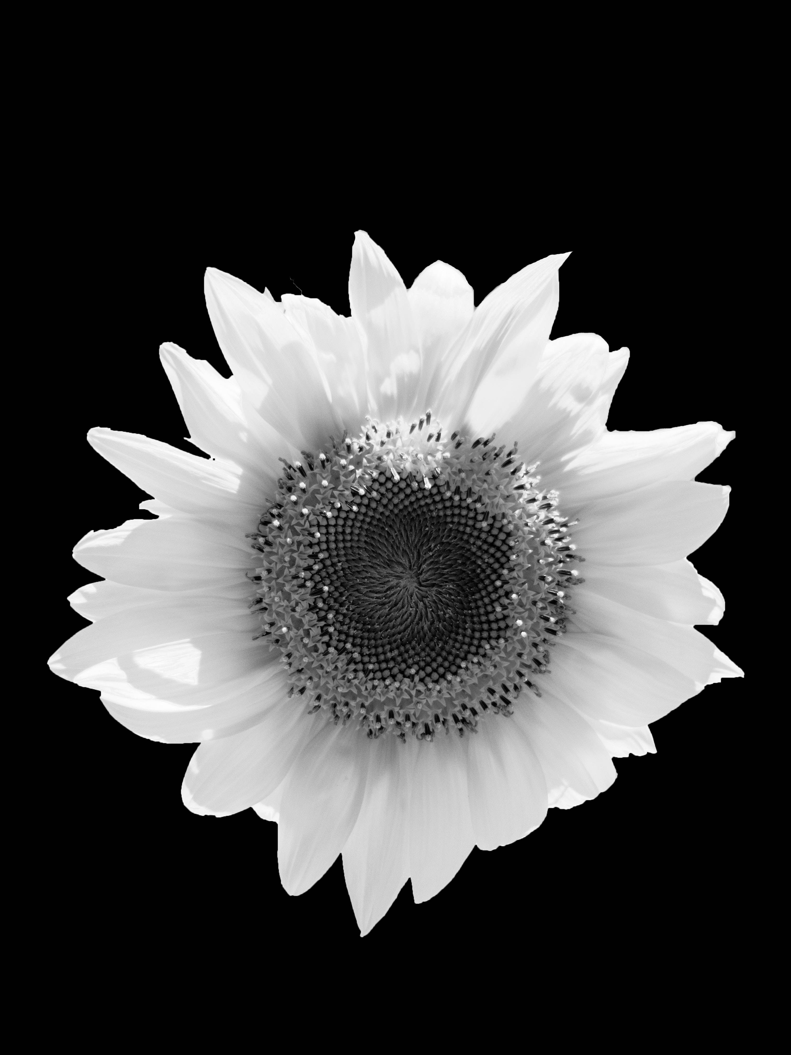 flower android 桌布 壁紙 — 一朵單色向日葵，花瓣精緻，花心帶有紋理，在純黑色背景上顯得格外突出。