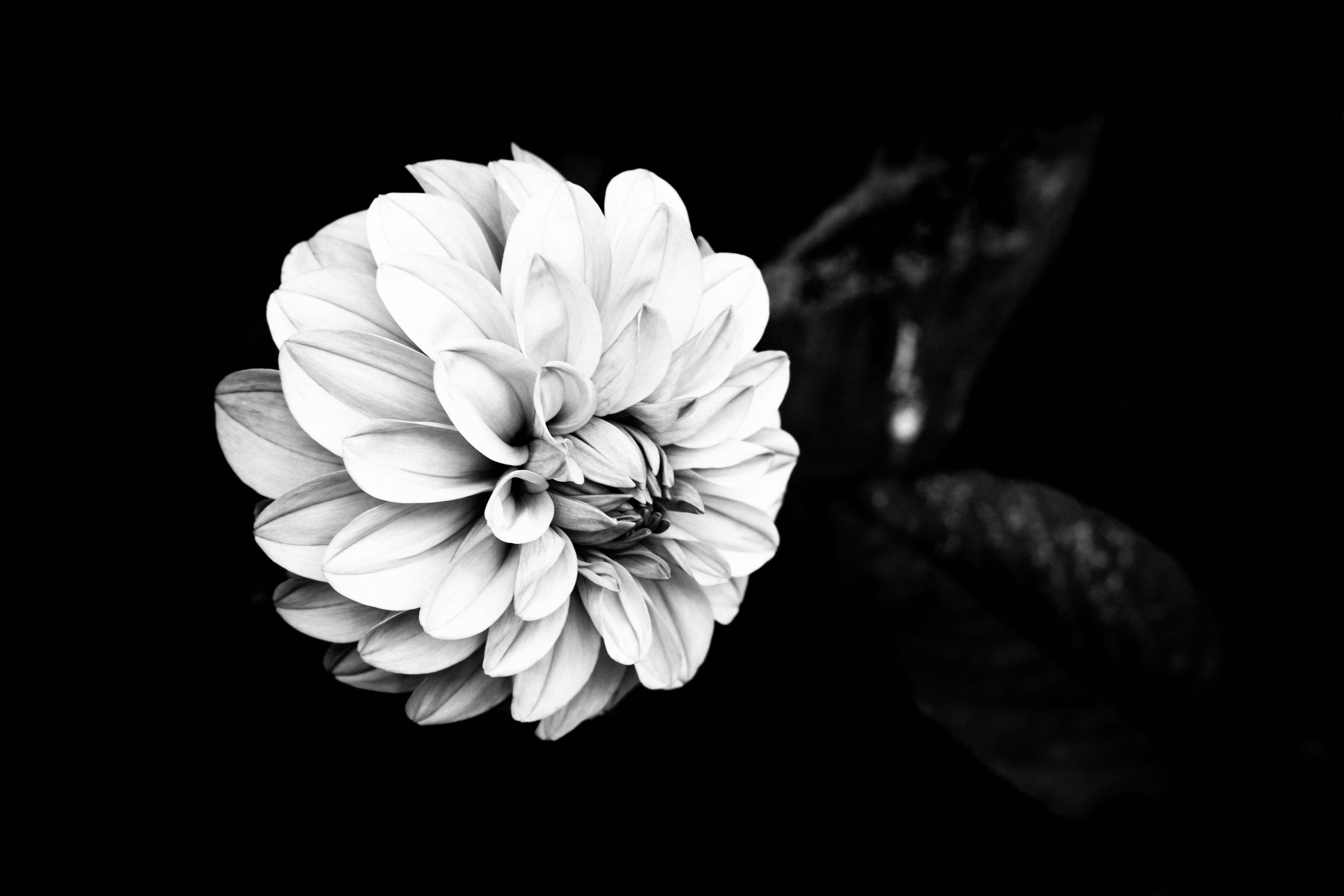Black And White Flower 桌布 壁紙 — 一朵單色大理花，花瓣層層疊疊，細節豐富，在純黑背景下格外突出。