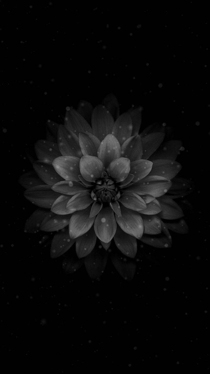 花朵蘋果 桌布 壁紙 — 一朵單色大麗花在佈滿星空的黑色虛空中綻放，柔和發光的粒子在其層層花瓣周圍飄動。