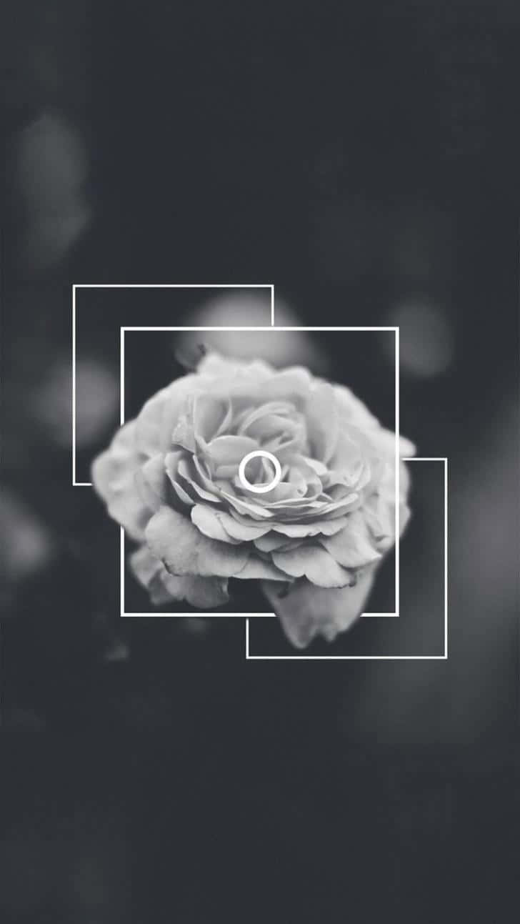 Soft White Aesthetic 桌布 壁紙 — 一朵單色玫瑰，居中於層疊的白色幾何框架中，背景為柔和模糊的深色。