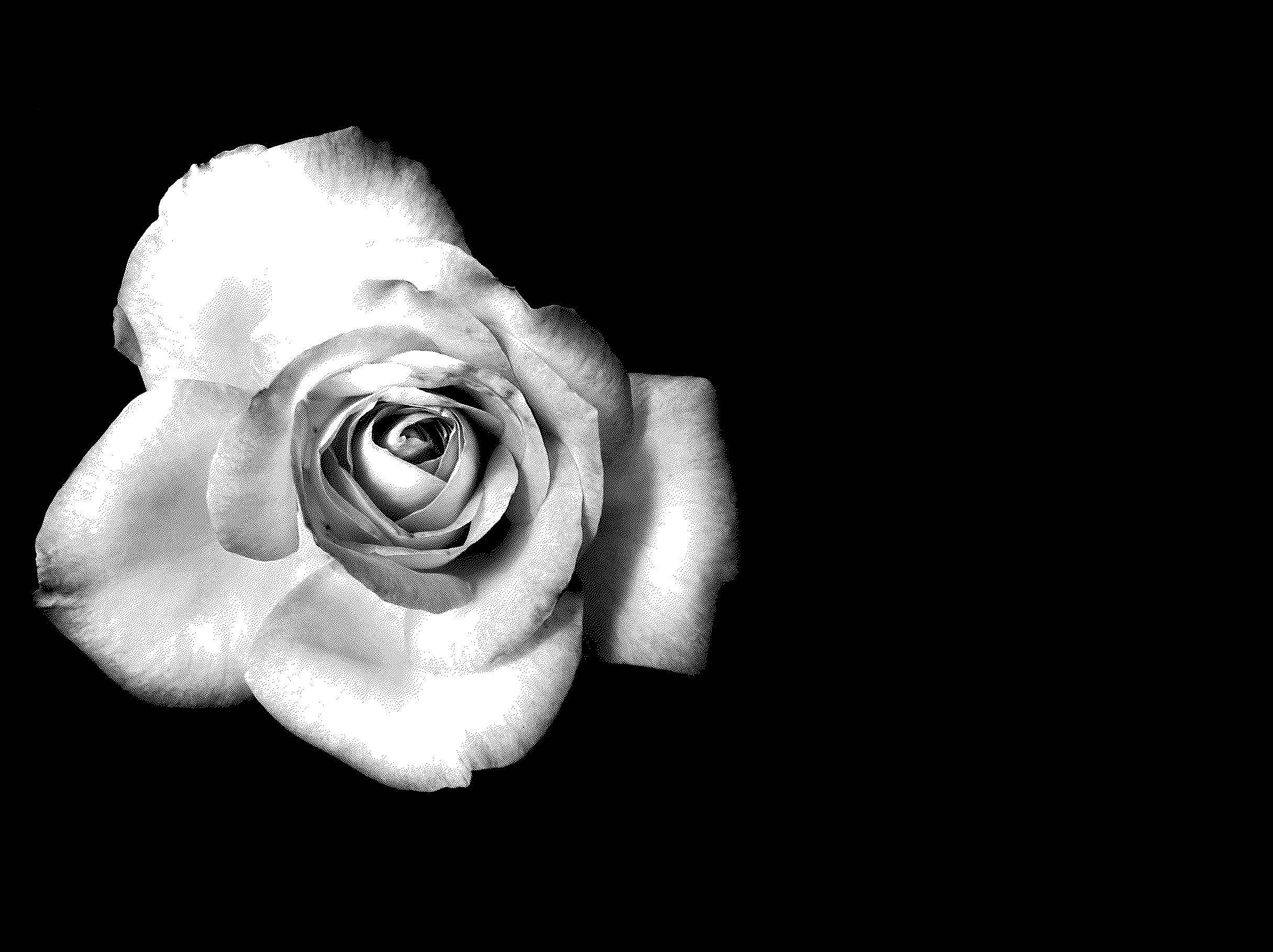Rose Flower 桌布 壁紙 — 一朵單色玫瑰，細膩的花瓣在純黑背景上綻放。