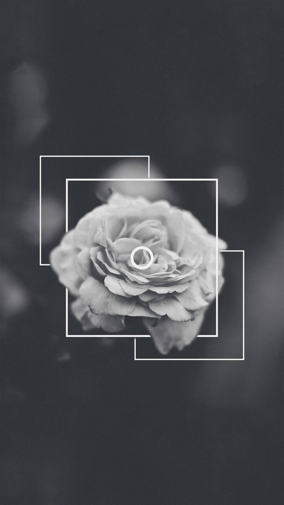 Rose Flower 桌布 壁紙 — 一朵單色玫瑰，置於層疊的白色幾何框架中央，背景為柔和模糊的深色。
