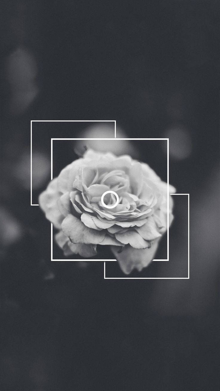 black aesthetic rose 桌布 壁紙 — 一朵單色玫瑰，花瓣層層疊疊，被重疊的白色幾何方形框在模糊的深色背景上。