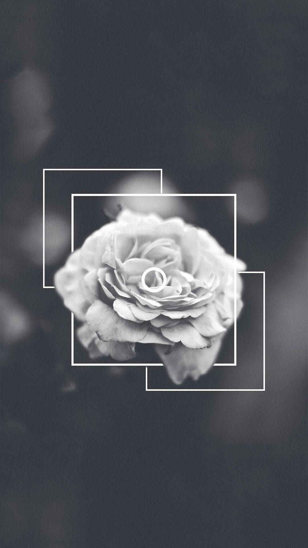 Rose Flower 桌布 壁紙 — 一朵單色玫瑰，花瓣精緻，以重疊的白色幾何方形框住，背景為模糊的深色。