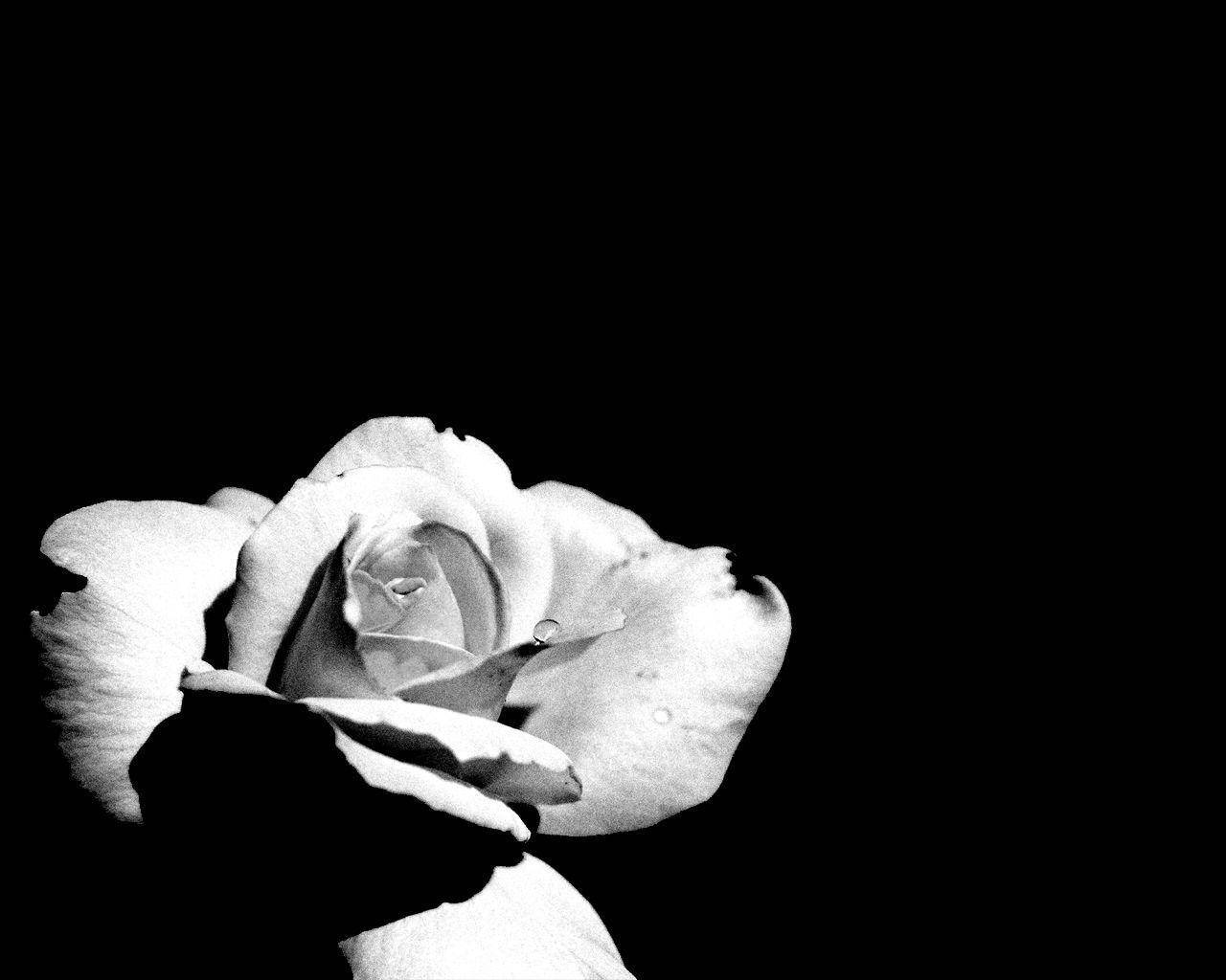 Rose Flower 桌布 壁紙 — 一朵單色玫瑰，花瓣精緻，帶有一滴露珠，在純黑背景上閃耀。