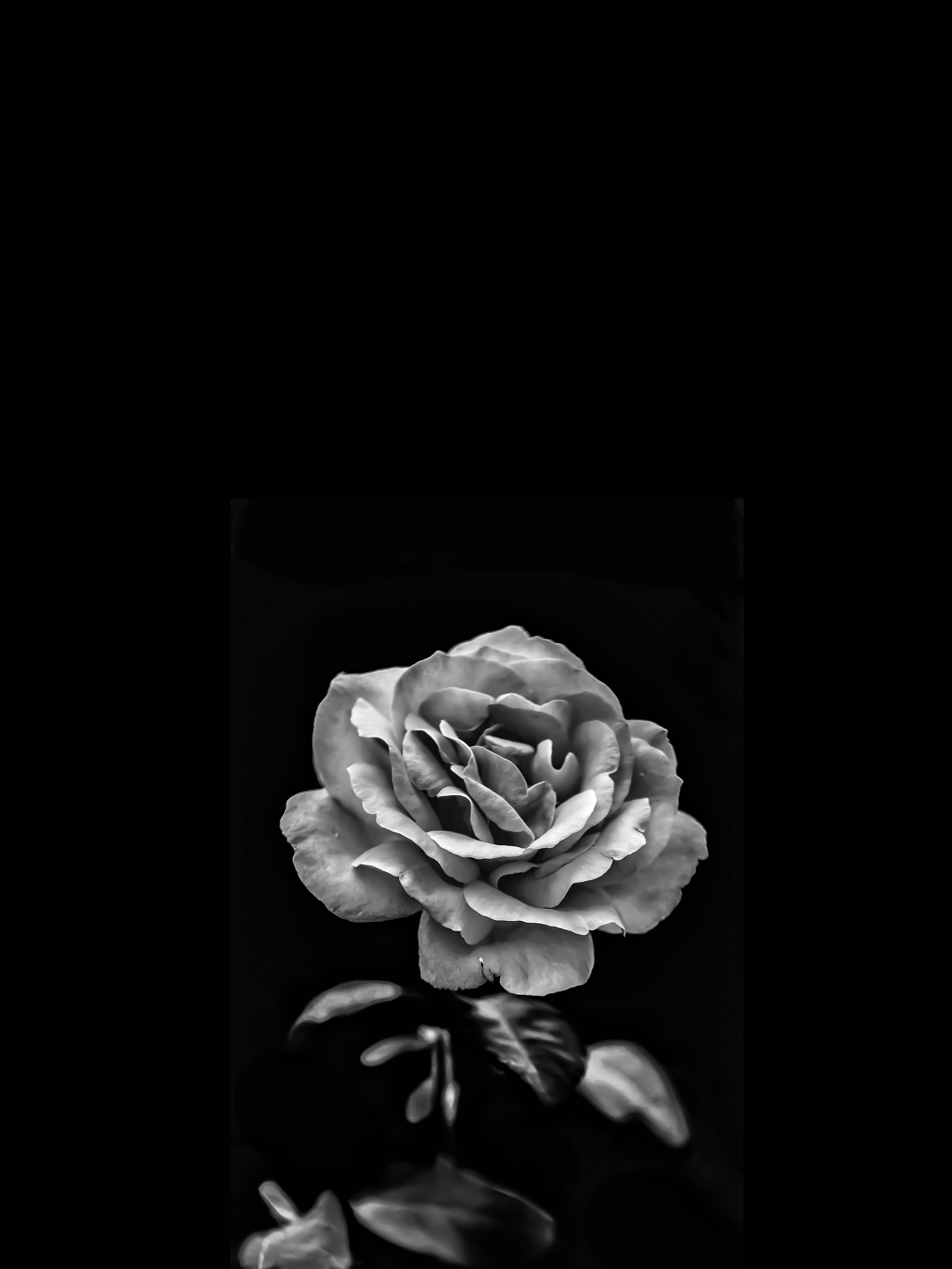 Rose Flower 桌布 壁紙 — 一朵單色玫瑰，花瓣精緻，漂浮在模糊倒影之上，背景為純黑。