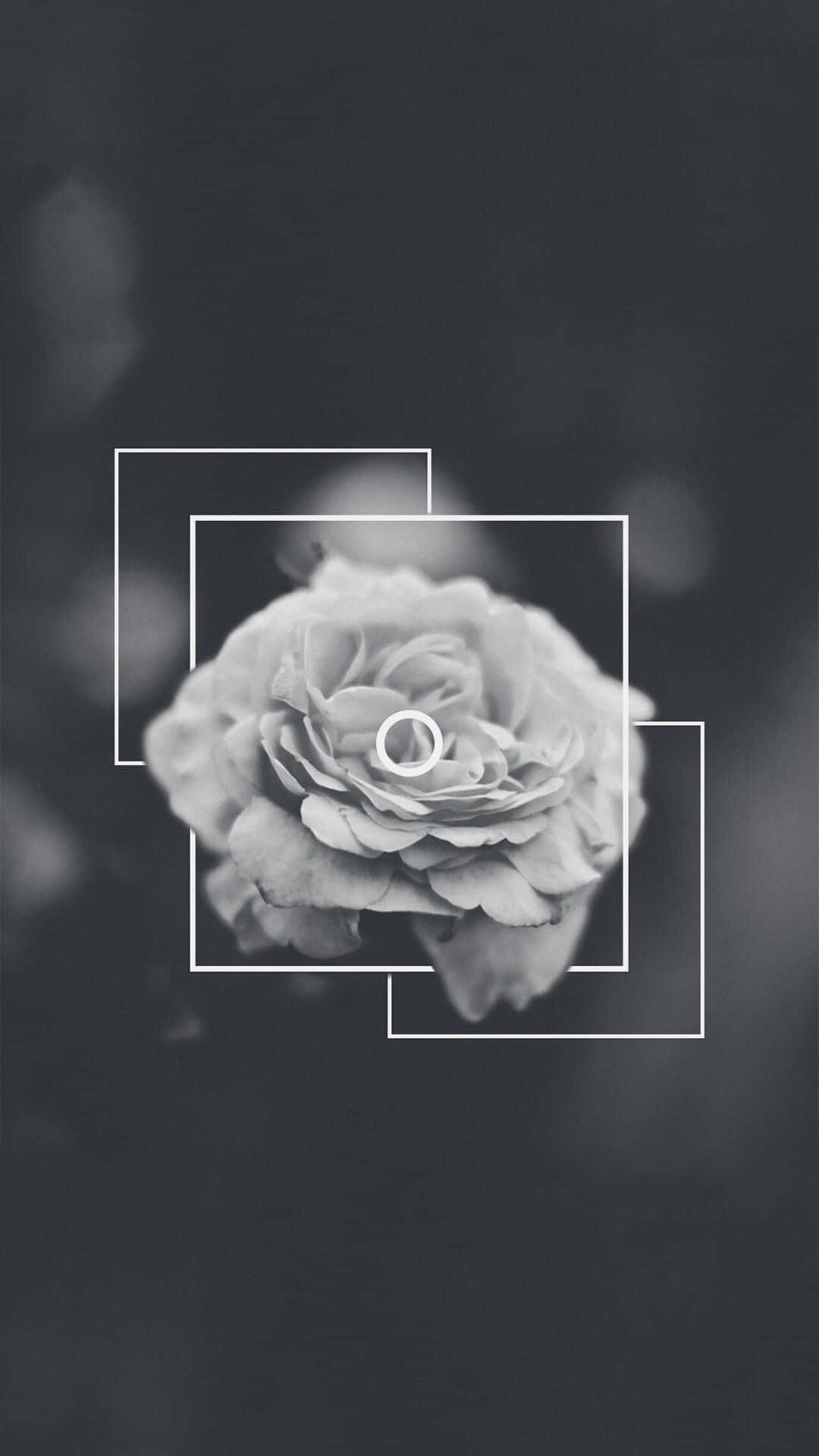 Black Rose Aesthetic 桌布 壁紙 — 一朵單色玫瑰居中於層疊的白色幾何框架內，背景為柔和模糊的深色。