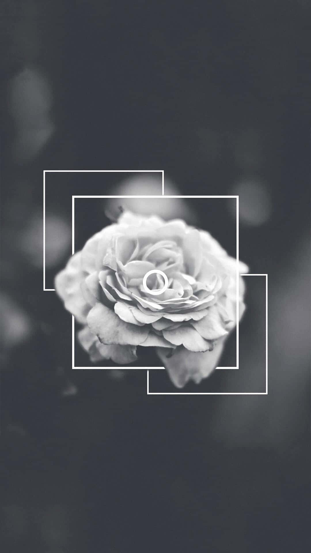 Flowers 桌布 壁紙 — 一朵單色玫瑰居中於層疊的白色幾何框架內，背景為柔和模糊的深色。