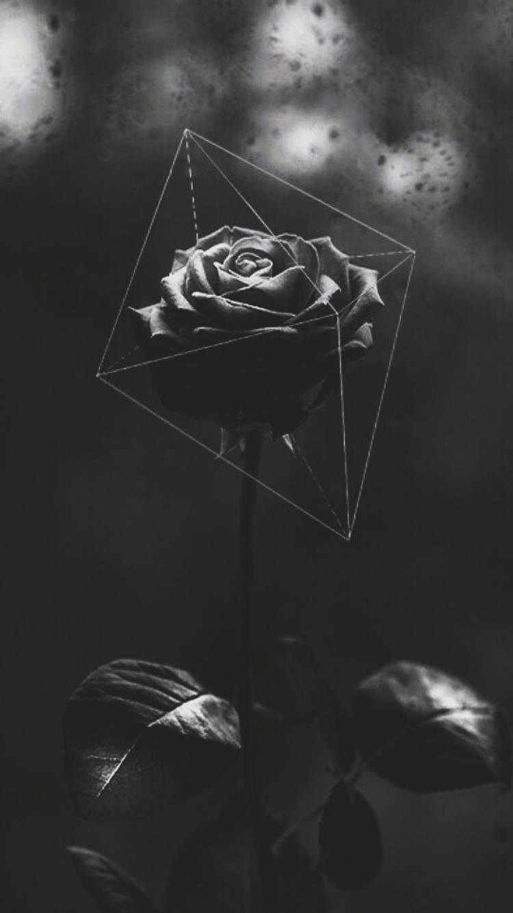 Rose Aesthetic 桌布 壁紙 — 一朵單色玫瑰被包裹在幾何線框內，背景是煙霧繚繞的紋理。