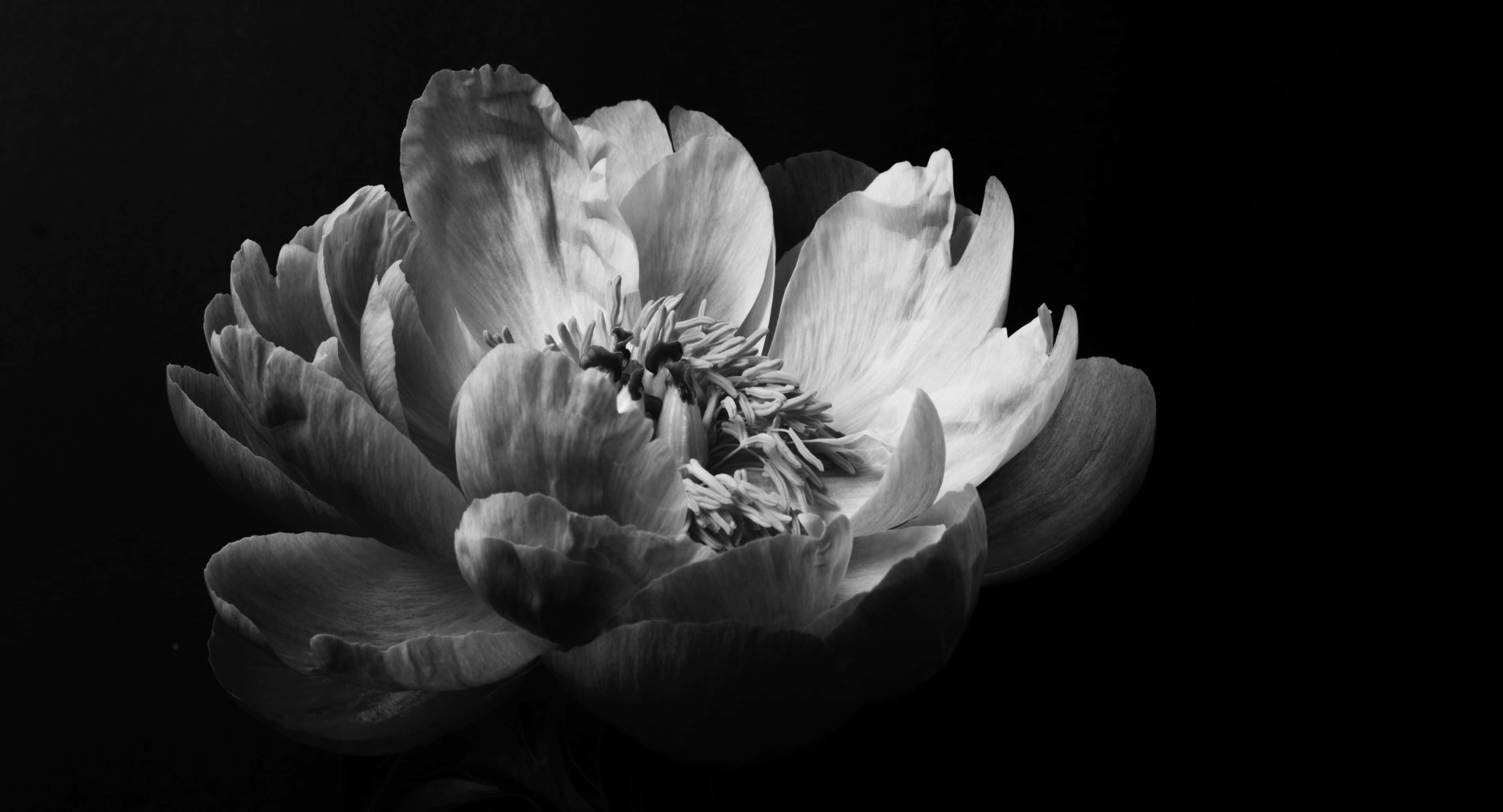 3840x2076 桌布 壁紙 — 一朵單色盛開的牡丹花，帶有精緻層疊的花瓣和複雜的雄蕊，襯托在純黑背景上。