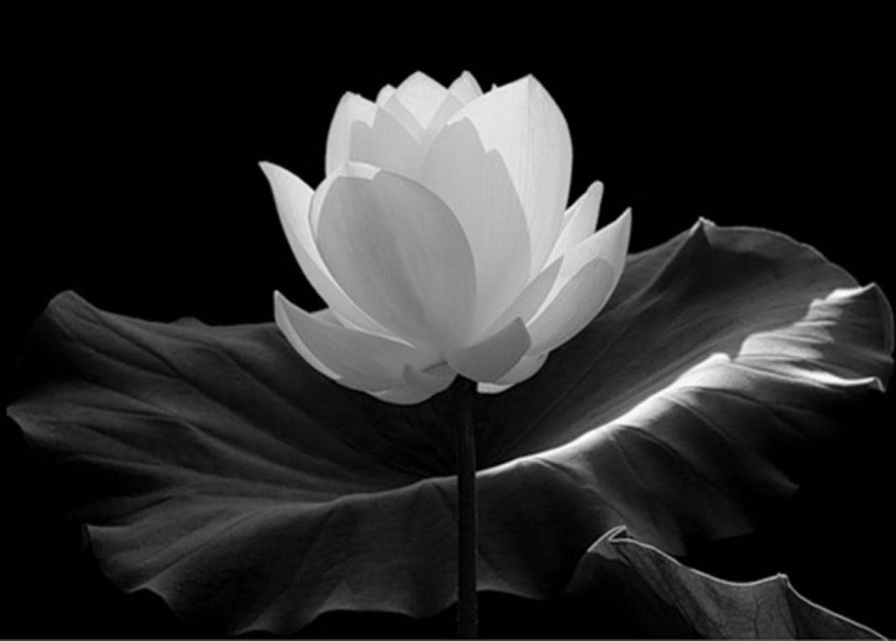 花 桌布 壁紙 — 一朵單色蓮花在純黑背景上，優雅地綻放在一片大荷葉上。