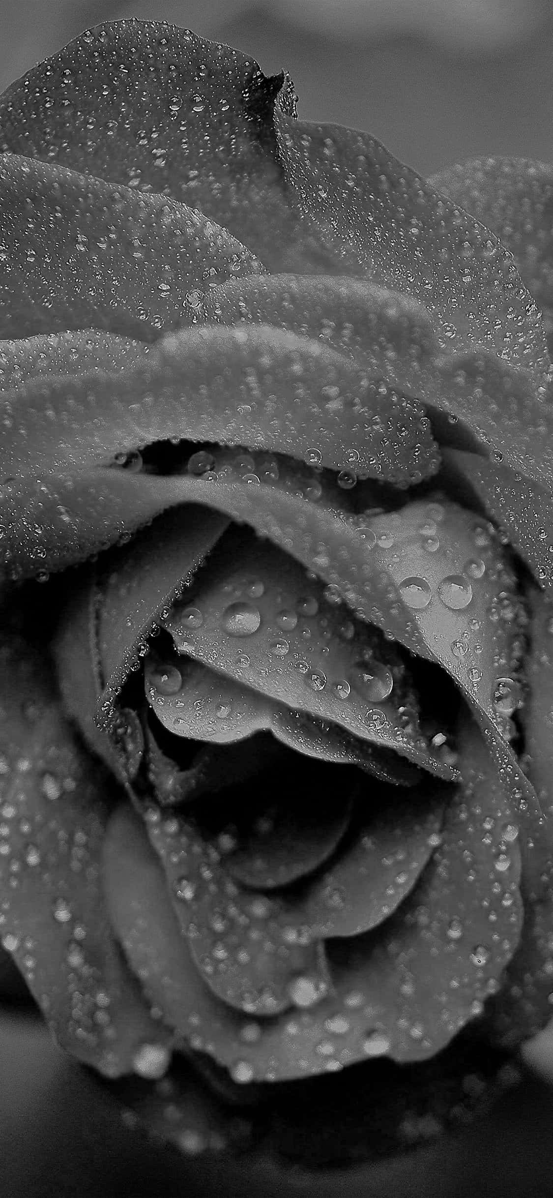 Rose In Rain 桌布 壁紙 — 一朵單色調的玫瑰特寫，細膩的水珠在其層層疊疊的花瓣上閃閃發光。