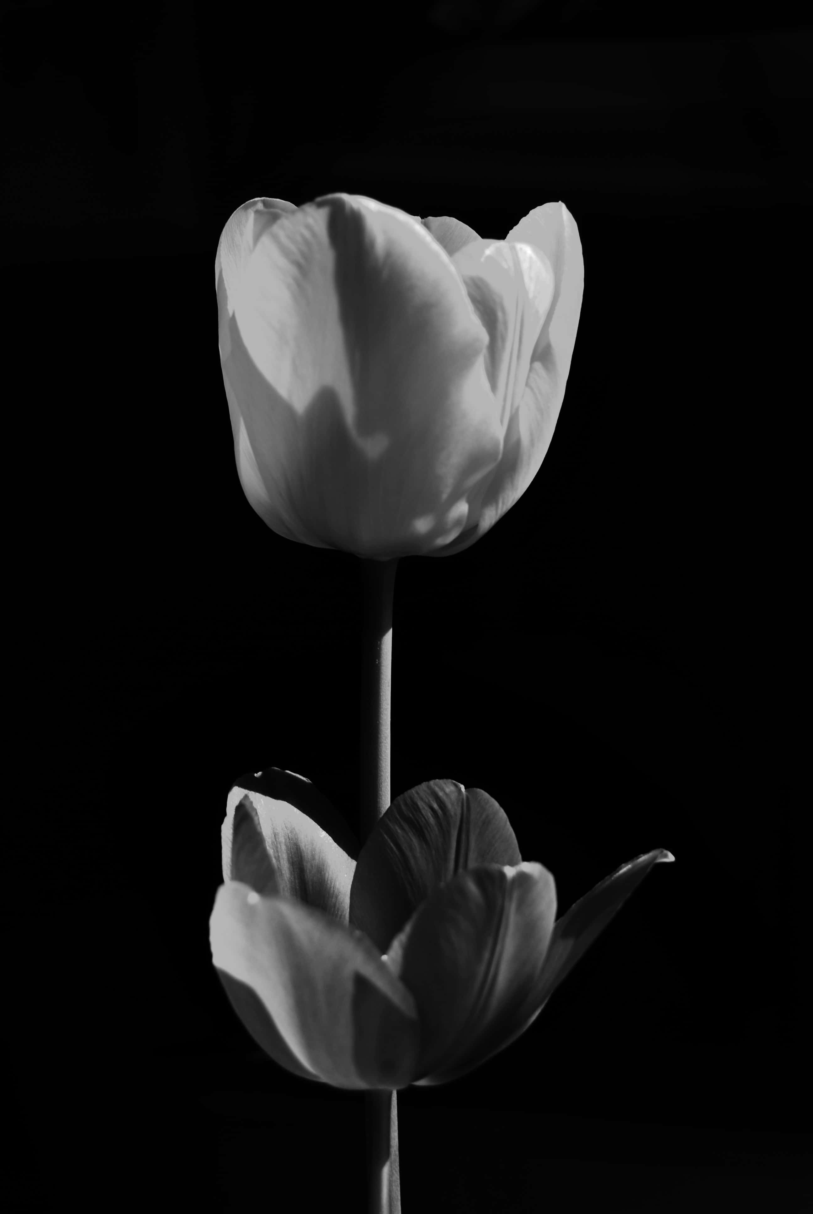 Black And White Flower 桌布 壁紙 — 一朵單色鬱金香，在純黑背景上帶有柔和的光線亮點，營造出簡約而優雅的構圖。