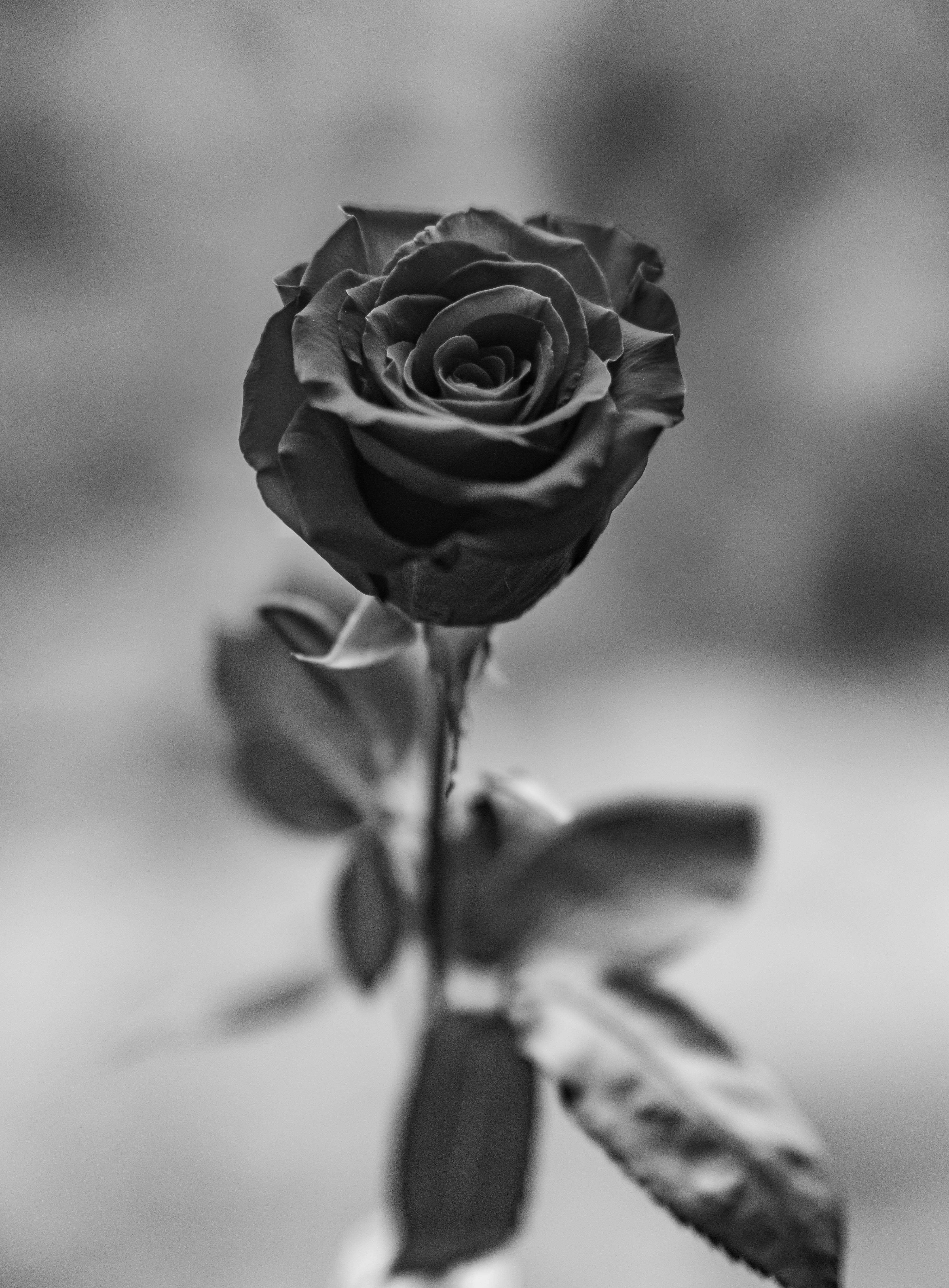 Rose Flower 桌布 壁紙 — 一朵單色黑玫瑰，背景柔和模糊，花瓣質感細膩。