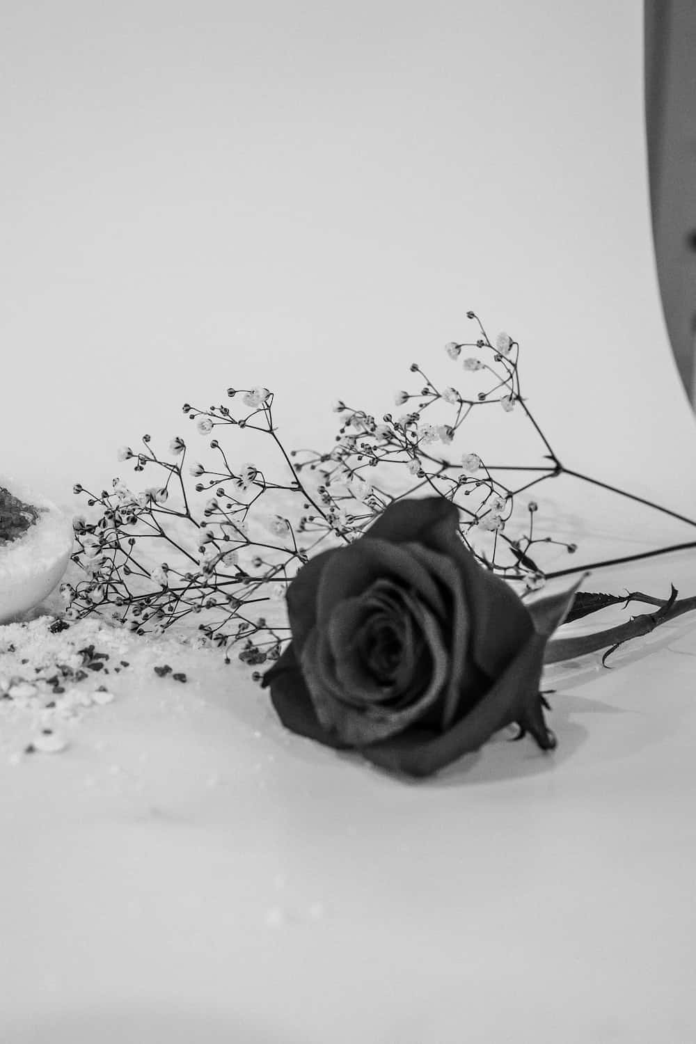 Flowers 桌布 壁紙 — 一朵單色黑玫瑰配以精緻的滿天星，優雅地躺在雪白的表面上。