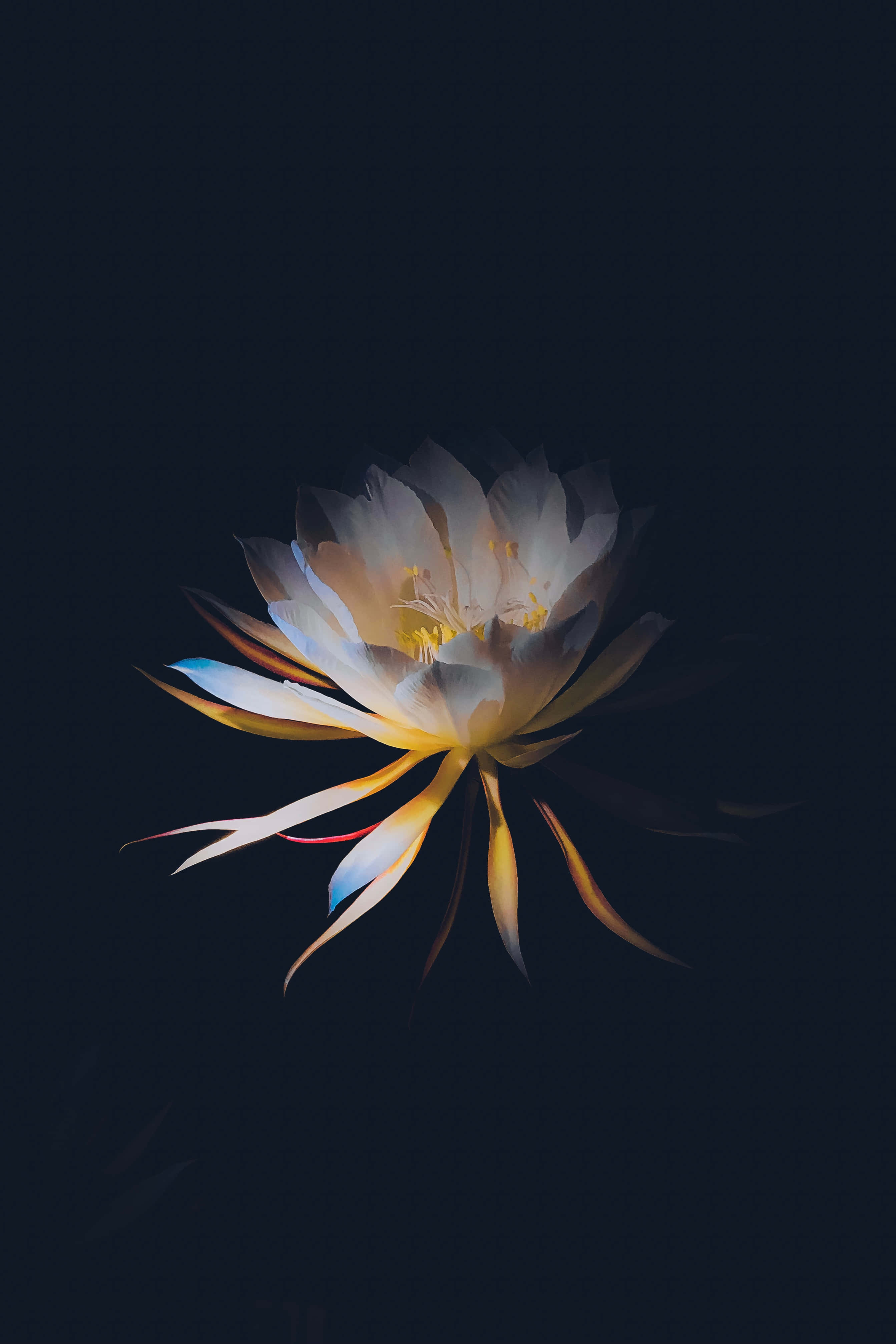 Dark Flower Aesthetic 桌布 壁紙 — 一朵在夜間綻放的仙人掌花，在深藍色背景上散發出柔和的白、黃和藍色光芒。