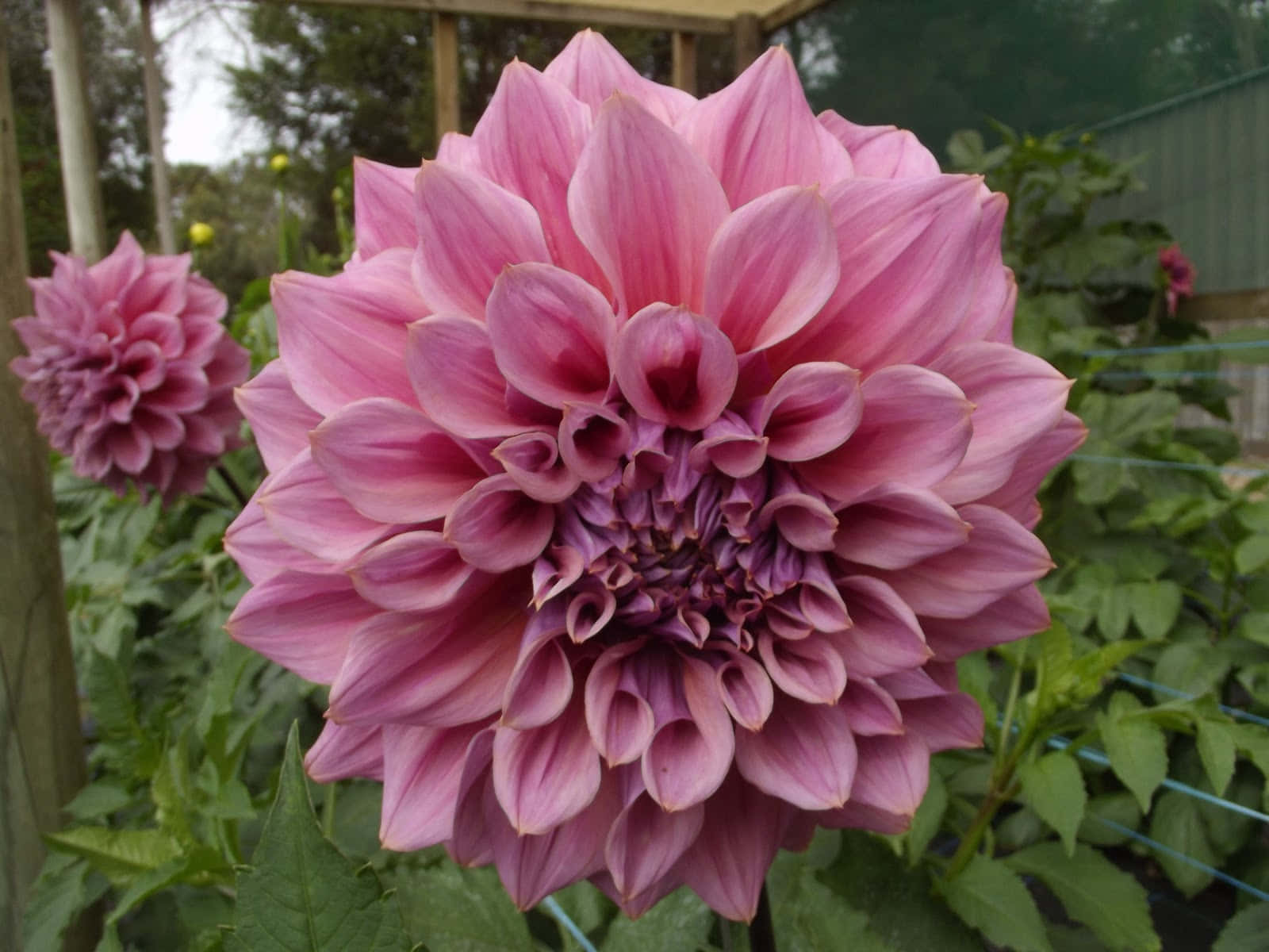 Dahlia 桌布 壁紙 — 一朵在茂密綠色花園中盛開的粉紅色大麗花近照，花瓣層層疊疊。