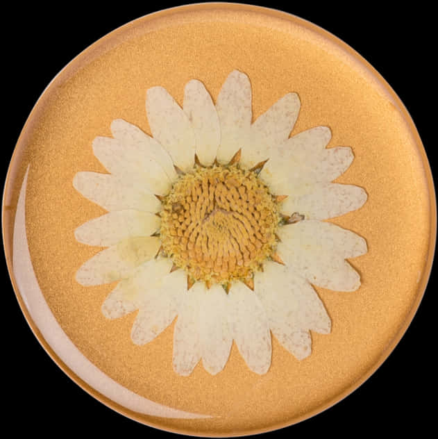 White Flowers 桌布 壁紙 — 一朵壓製的白色雛菊，帶有黃色中心，被封裝在一個圓形金色樹脂圓盤中，背景為黑色。