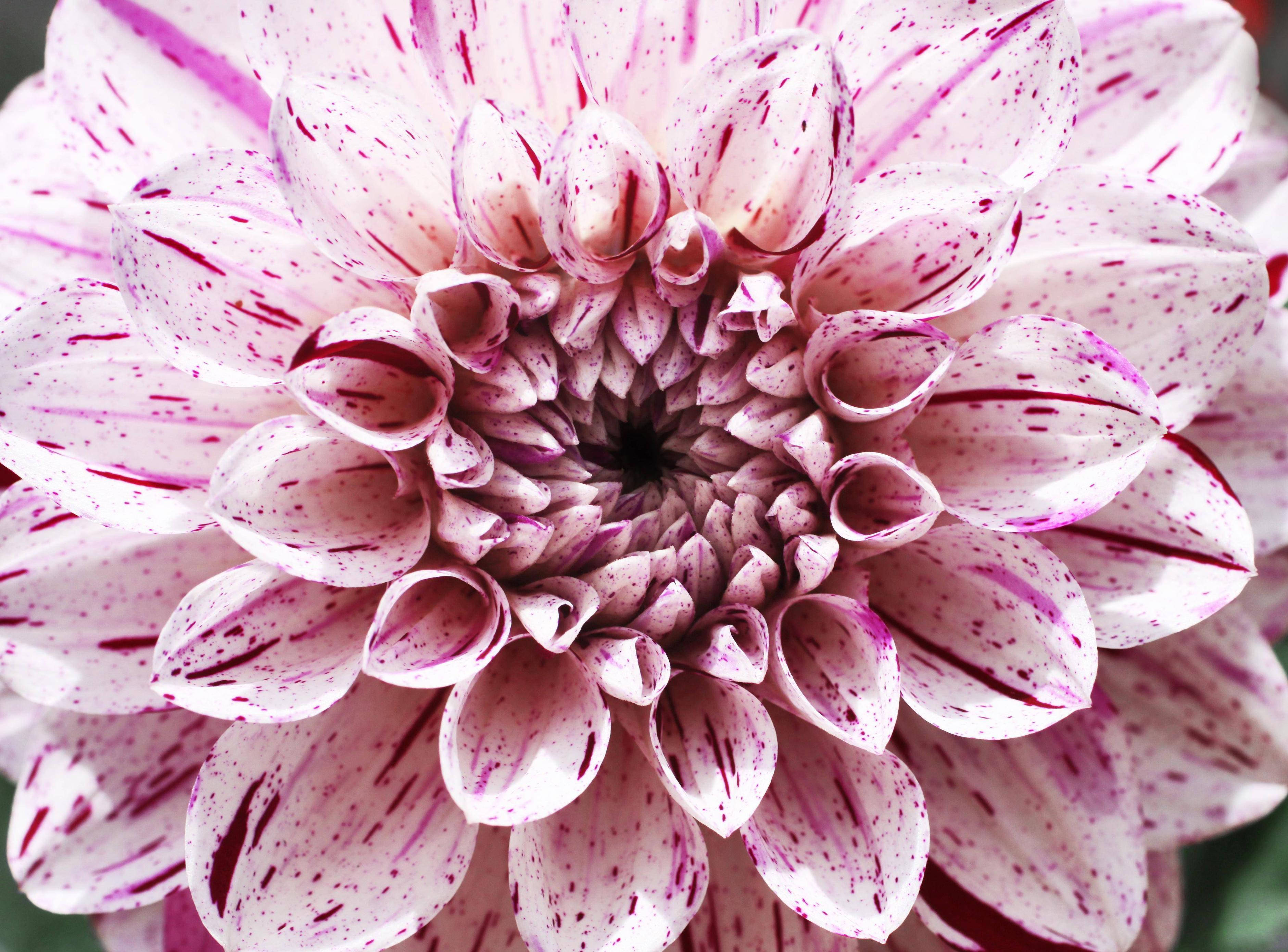 Dahlia 桌布 壁紙 — 一朵大理花的特寫，白色花瓣上有充滿活力的洋紅色條紋和斑點。