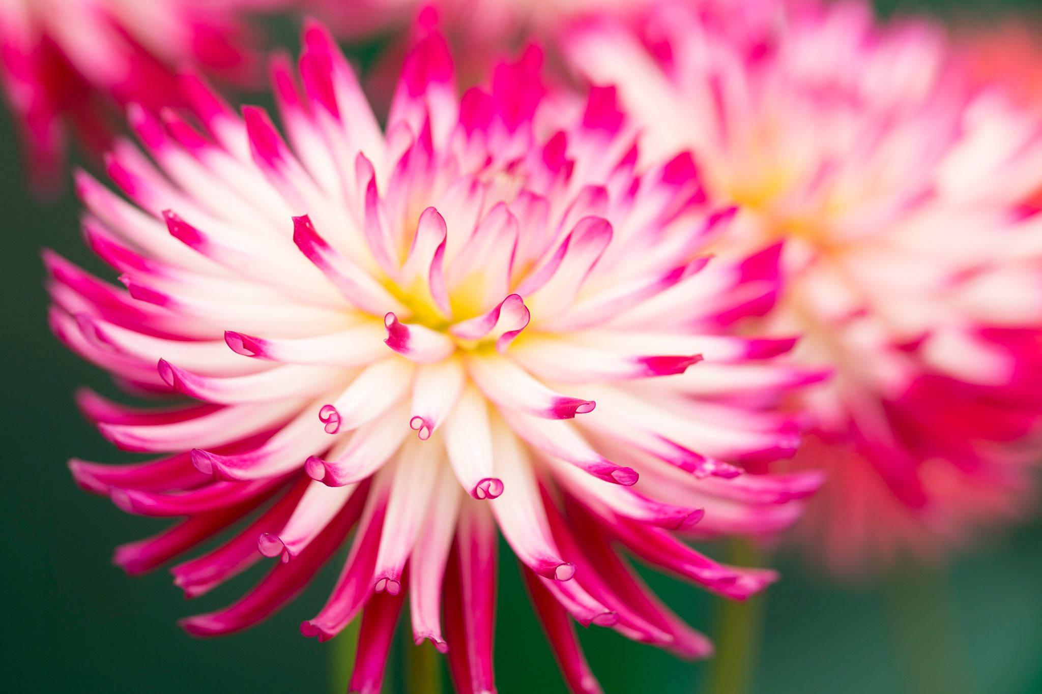 Dahlia 桌布 壁紙 — 一朵大麗花的特寫，花瓣尖端呈粉紅色，從奶油色的中心向外輻射，背景是模糊的綠色。