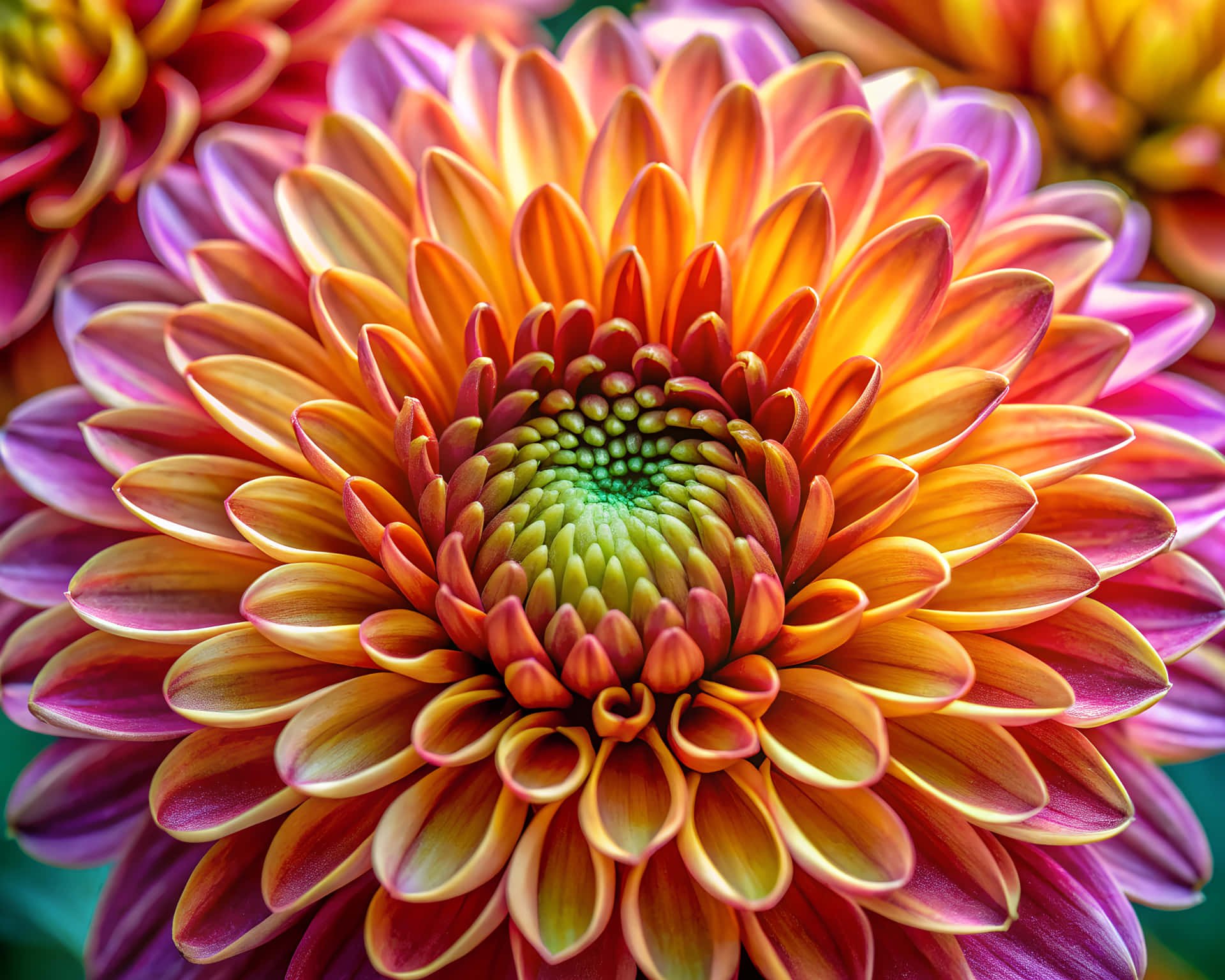 Chrysanthemum flower 壁紙 — 一朵大麗花的鮮豔特寫，花瓣層層疊疊，從橙色漸變到粉紅色和紫色，中心為綠色。