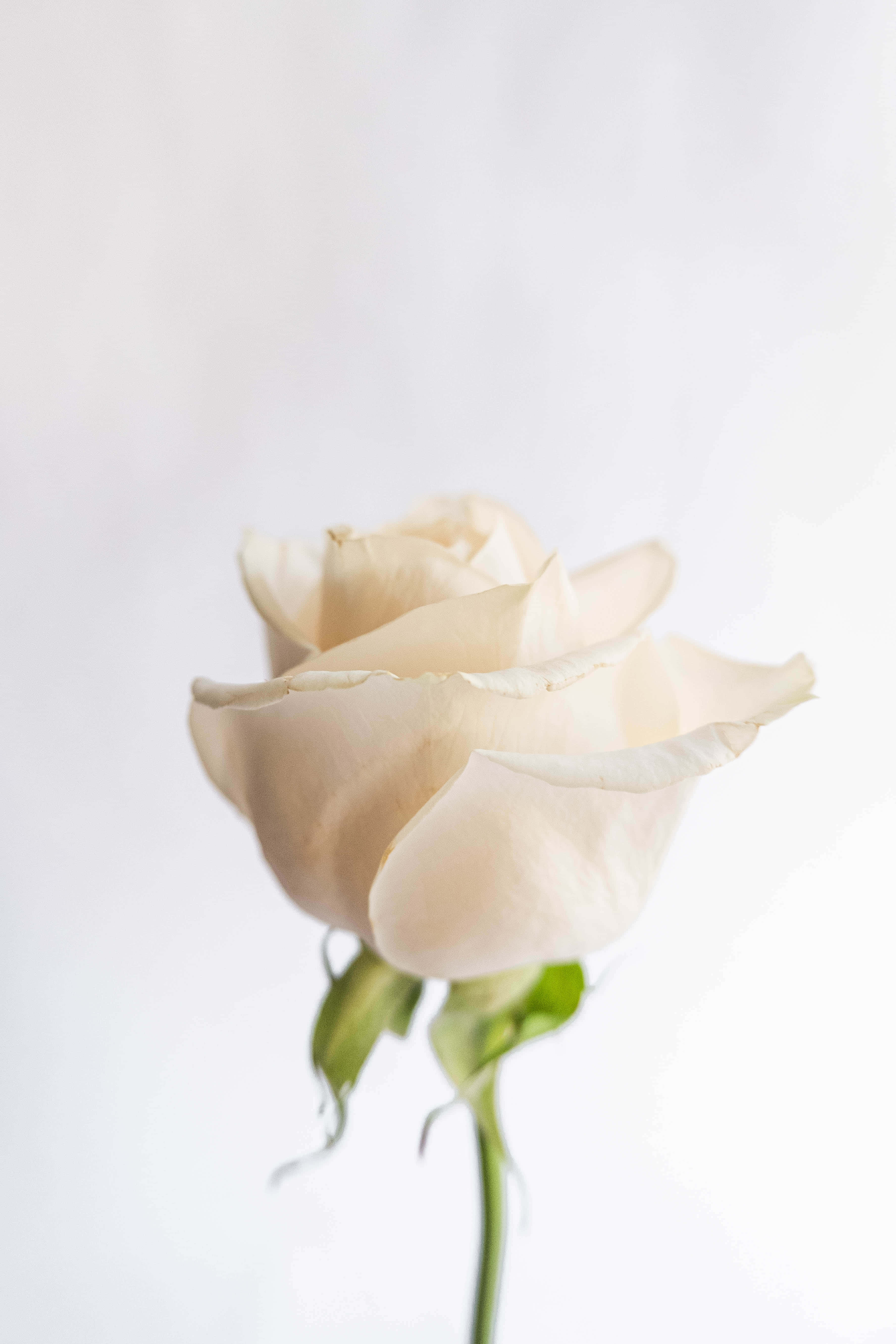 White Rose 桌布 壁紙 — 一朵奶油白色玫瑰，花瓣柔軟，莖部翠綠，在明亮的白色背景上優雅地站立。