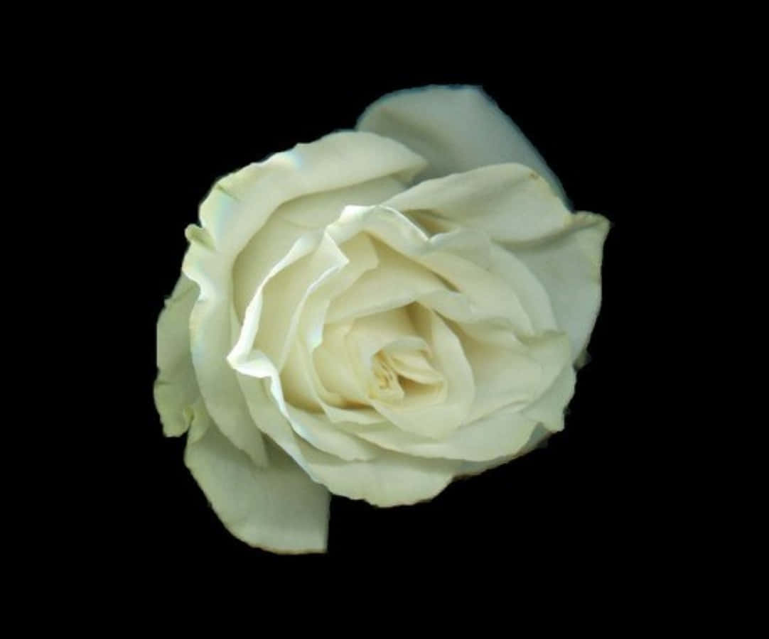 Roses 桌布 壁紙 — 一朵奶油白色玫瑰在純黑背景上綻放，柔和光線凸顯其精緻花瓣。