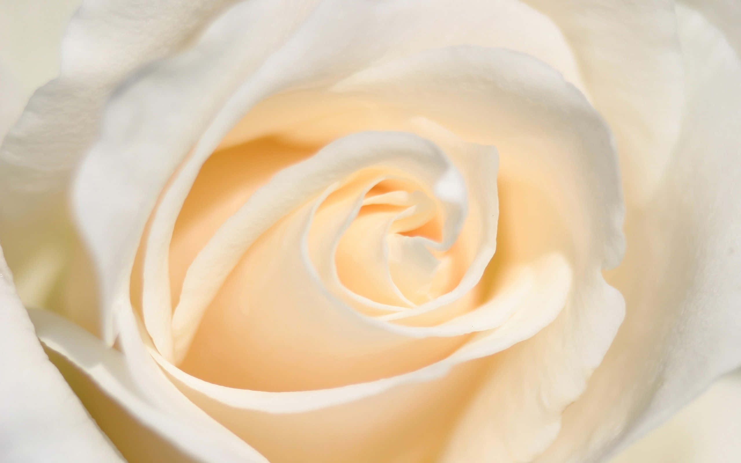 White Rose 桌布 壁紙 — 一朵奶油白色玫瑰的特寫，帶有柔和蜜桃底色，在柔和光線中展現精緻層疊花瓣。