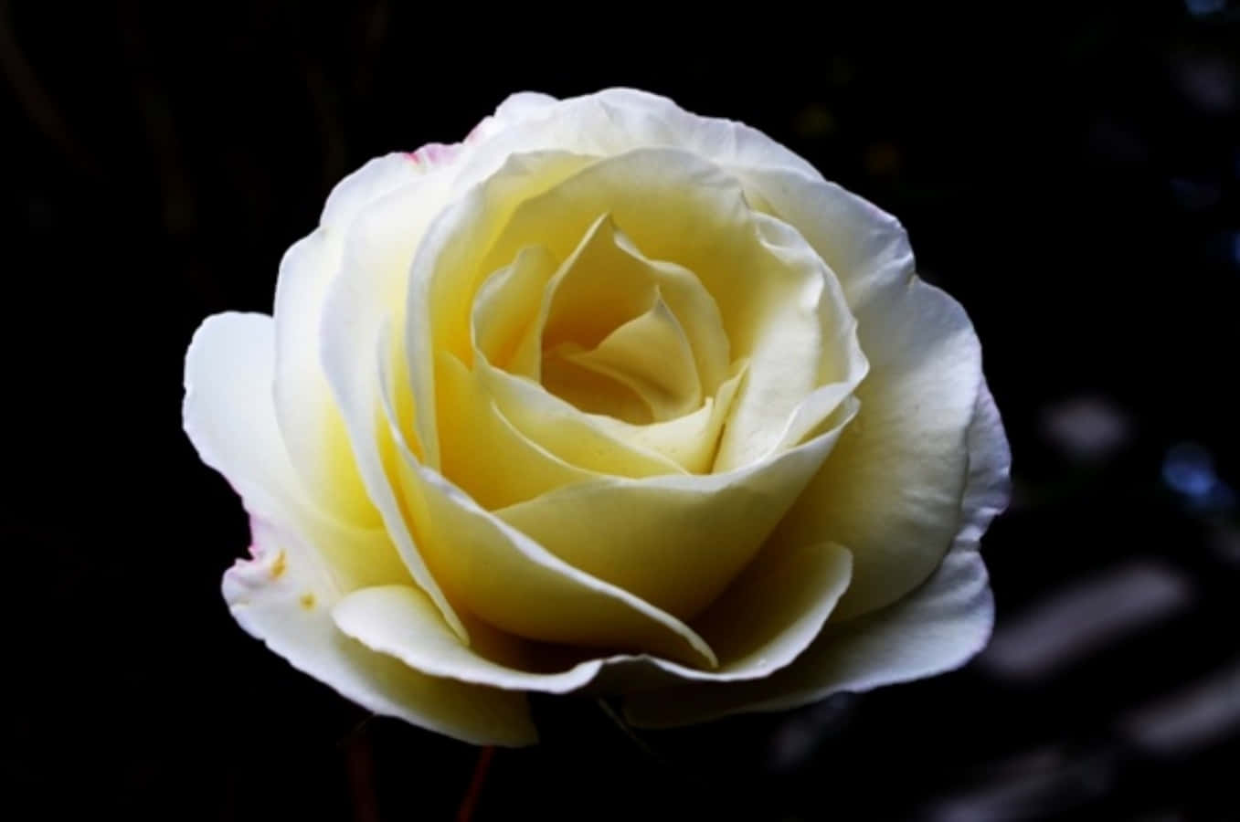 Roses 桌布 壁紙 — 一朵奶油白色玫瑰的特寫，柔軟的黃色中心花瓣在深黑色背景上發光。