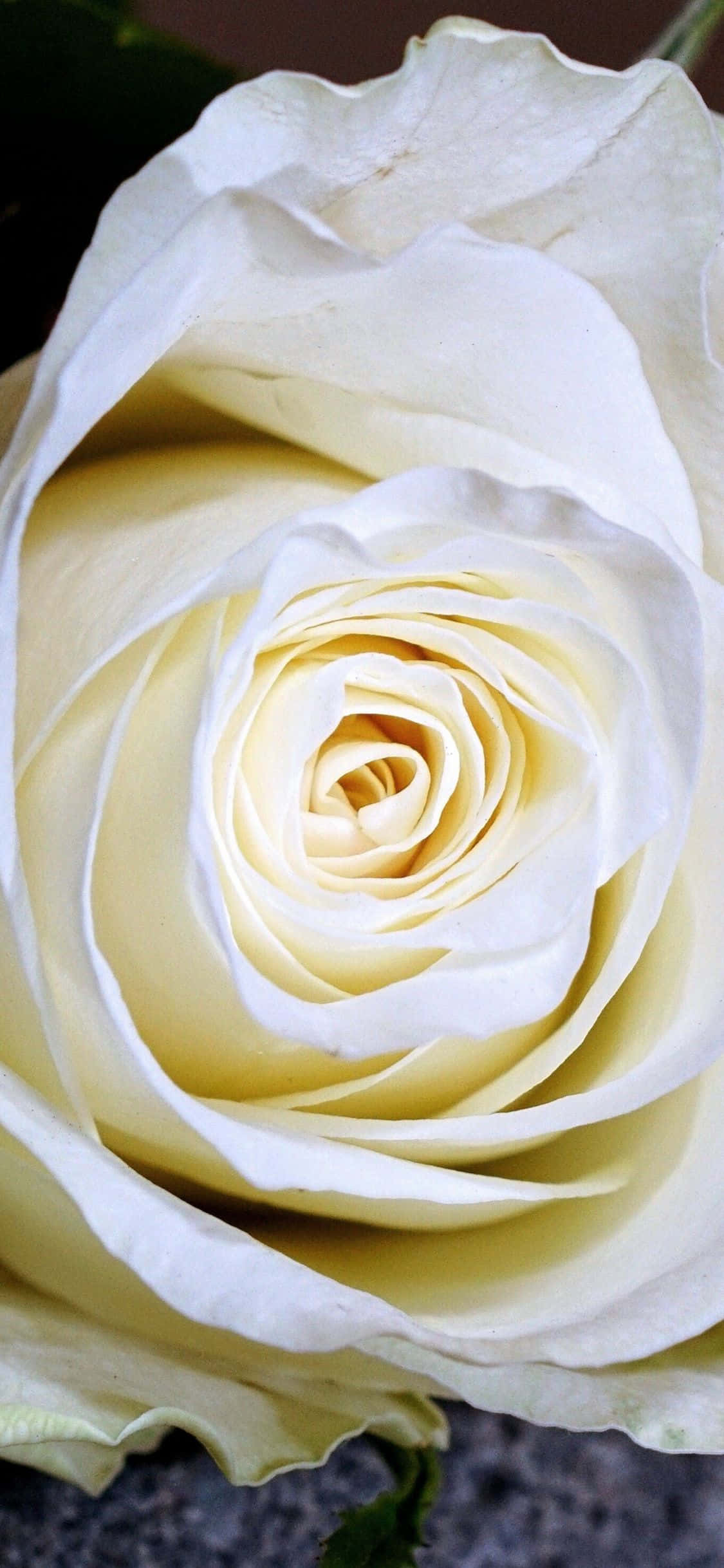 White Roses iPhone 桌布 壁紙 — 一朵奶油白色玫瑰的特寫，細膩的花瓣在黑暗模糊的背景前完美地螺旋展開。