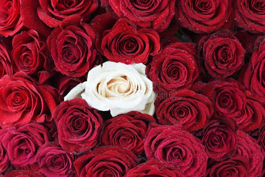 Red And White Roses 桌布 壁紙 — 一朵奶油白色的玫瑰在一片閃爍著露珠的深紅色玫瑰海中脫穎而出。