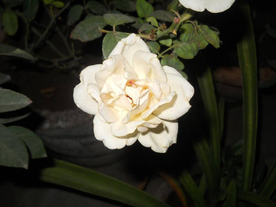 love rose HD 桌布 壁紙 — 一朵奶油白色的玫瑰在夜間燈光下，在深綠色葉子襯托下柔軟綻放。