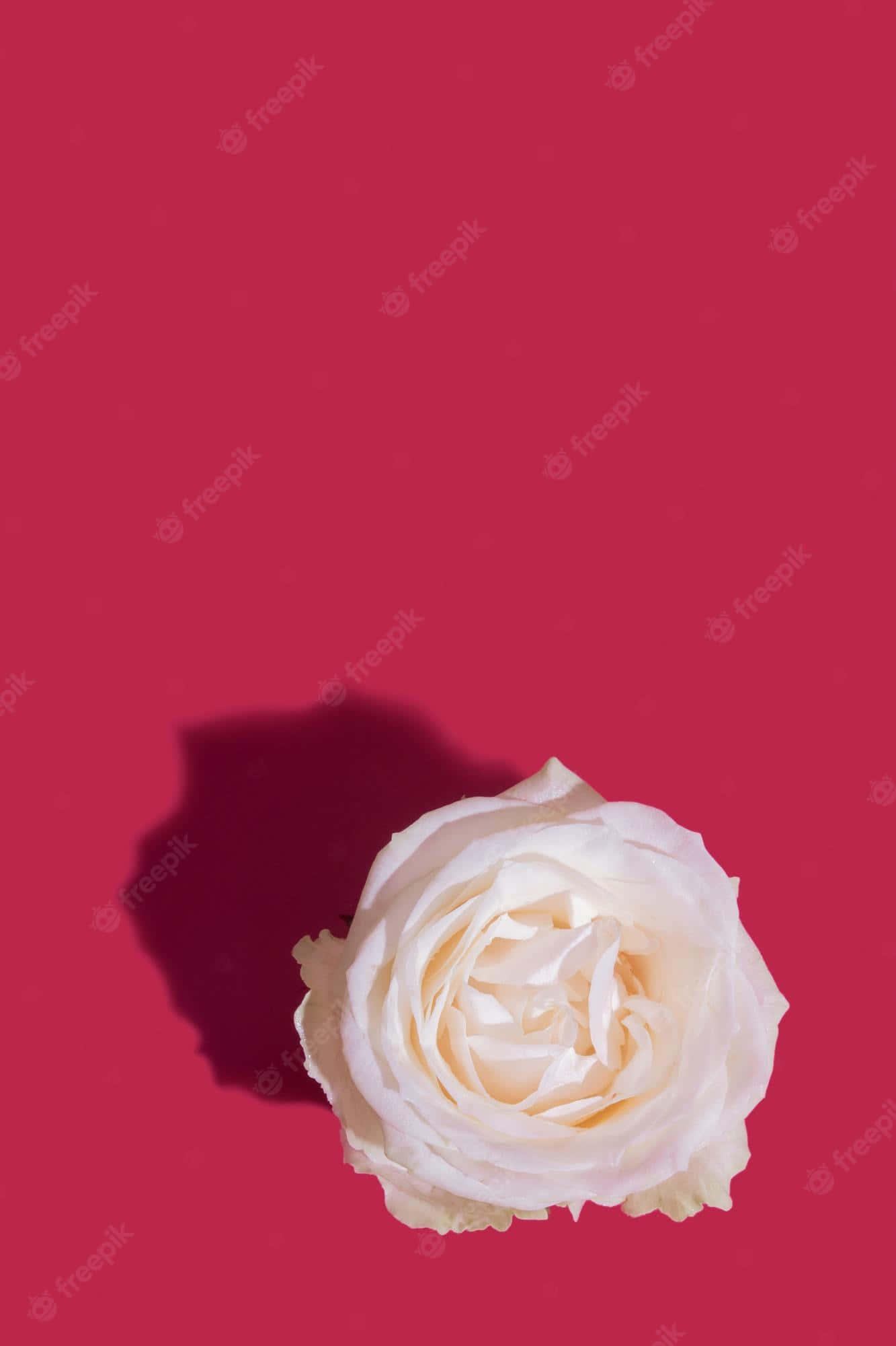 Cute Rose 桌布 壁紙 — 一朵奶油白色的玫瑰放在鮮豔的粉紅色背景上，投下柔和的陰影。