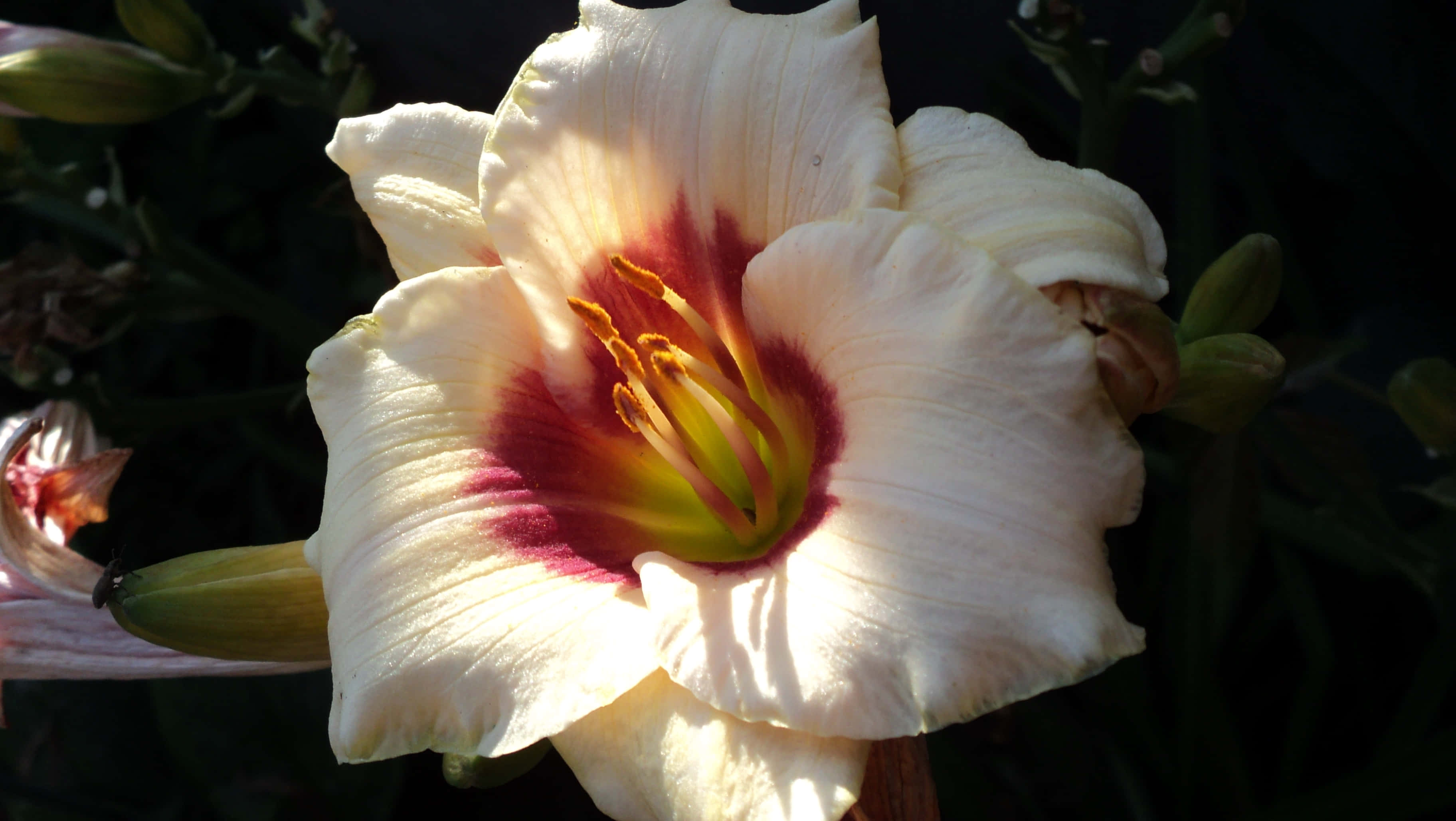 lily 桌布 壁紙 — 一朵奶油白色的萱草，帶有深紅色中心，在溫暖陽光下於深綠色葉片襯托下明亮綻放。