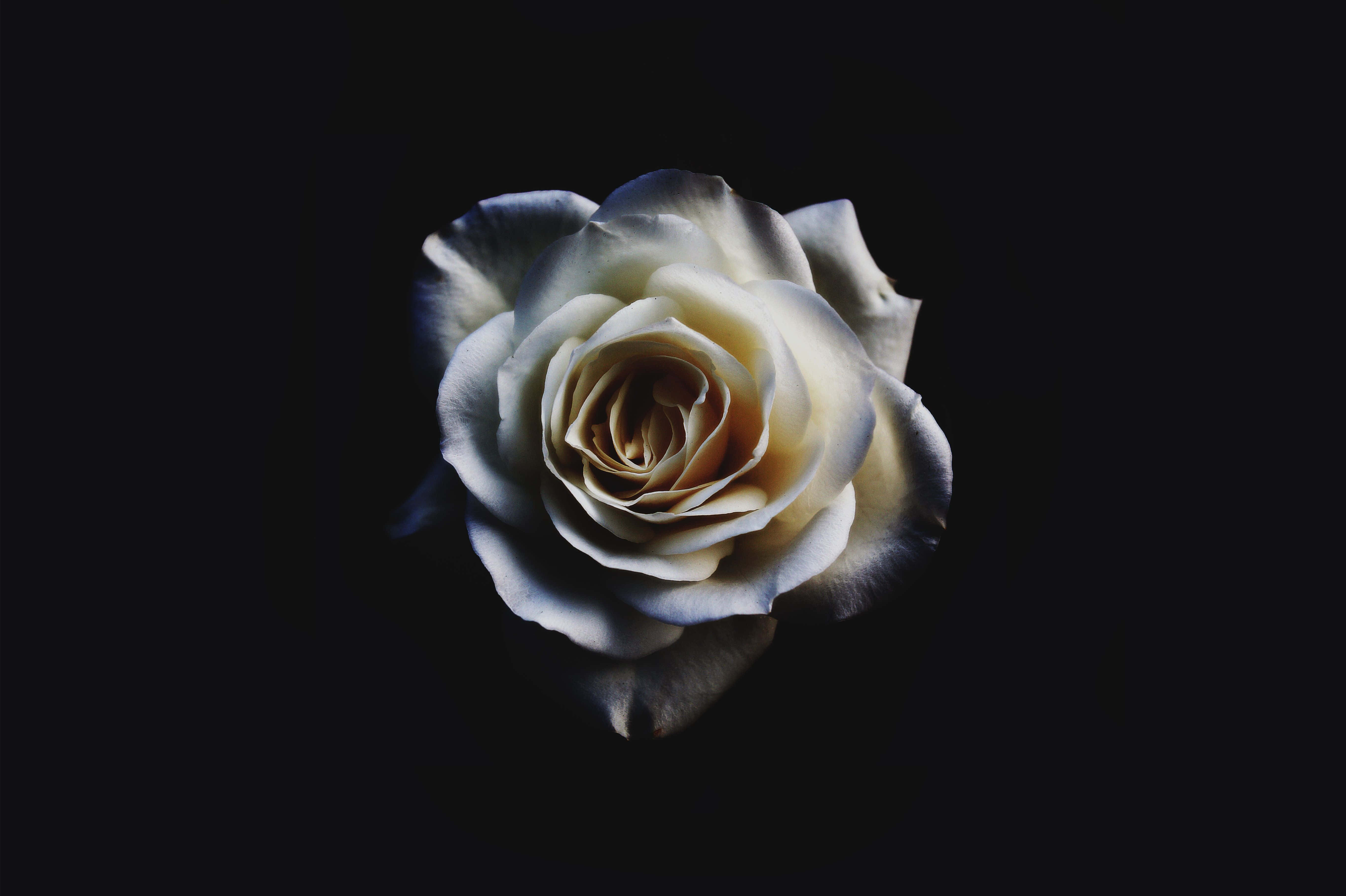 White Rose 桌布 壁紙 — 一朵奶油色玫瑰，花瓣細膩，在深黑色背景上柔和發光。