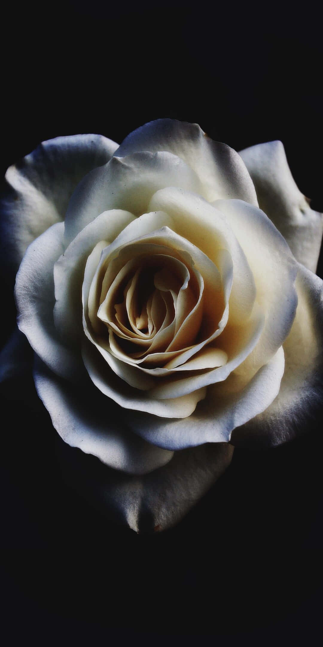 Pixel 3 Roses 桌布 壁紙 — 一朵奶油色玫瑰，花瓣細膩，在純黑背景下戲劇性地綻放，特寫鏡頭。