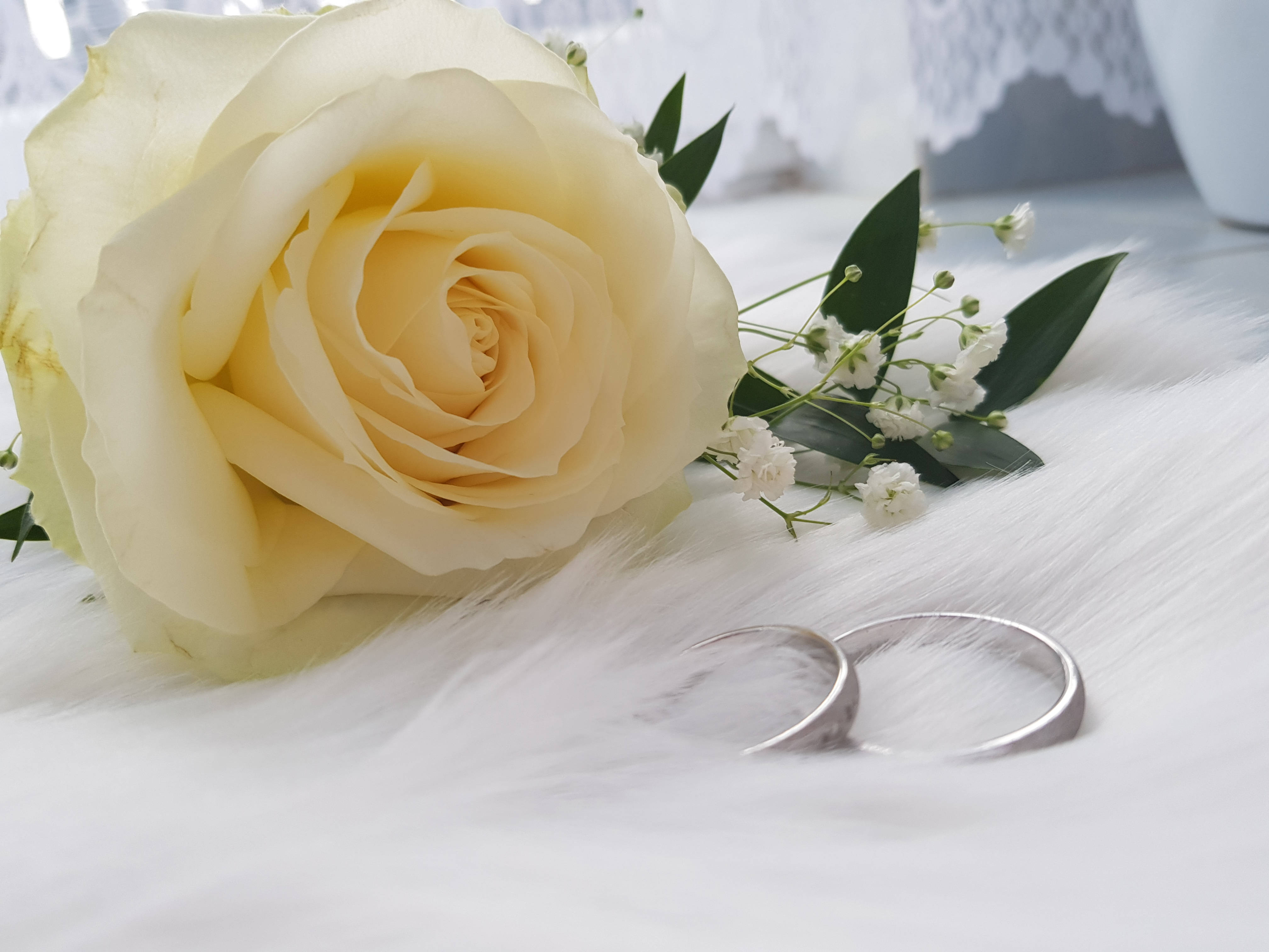 Aesthetic Rose 桌布 壁紙 — 一朵奶油黃玫瑰和滿天星放在柔軟的白色毛皮表面上，旁邊有兩枚銀色結婚戒指。
