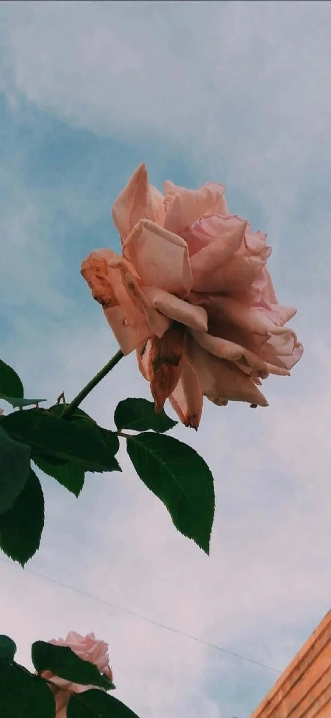 iPhone 11 桌布 壁紙 — 一朵嬌嫩的粉紅玫瑰，花瓣凋謝，綠葉襯托，背景是柔和藍天和縷縷白雲。