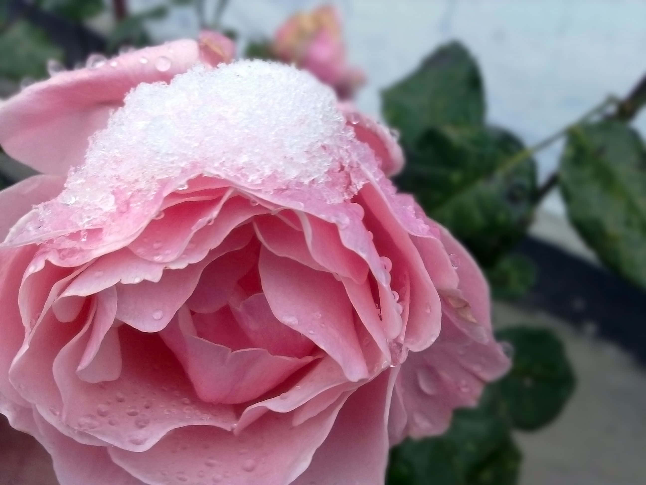 Pink Rose 桌布 壁紙 — 一朵嬌嫩的粉紅玫瑰，覆蓋著閃閃發光的雪花和露珠，背景是模糊的綠色樹葉。