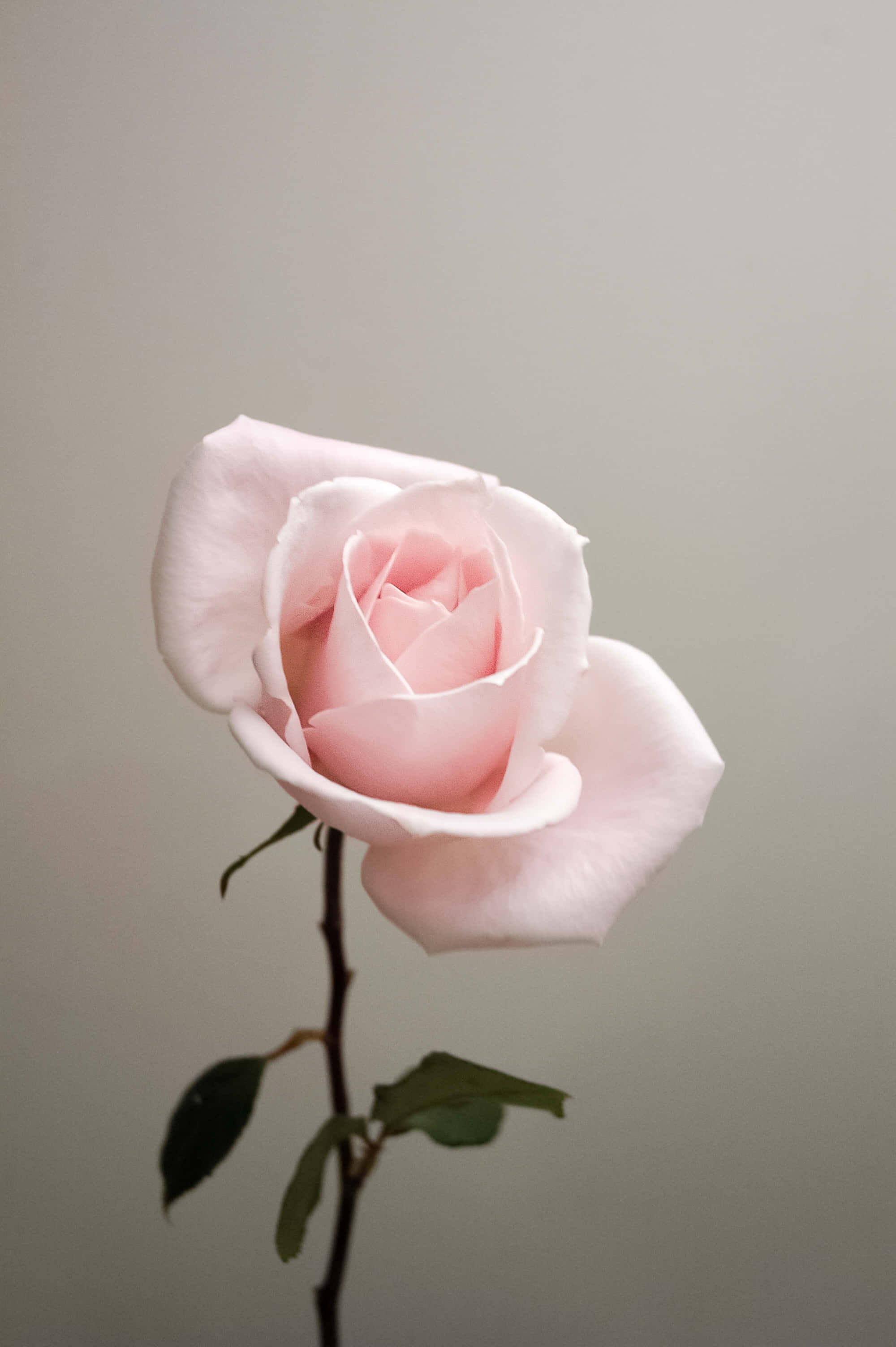 Cute Rose 桌布 壁紙 — 一朵嬌嫩的粉紅玫瑰在柔和的燈光下，在柔和的灰色背景上輕輕綻放。