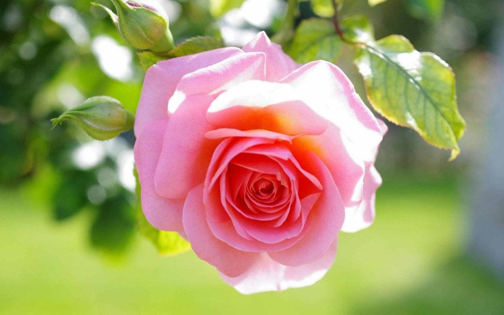 love rose HD 桌布 壁紙 — 一朵嬌嫩的粉紅玫瑰在柔和陽光下盛開，伴隨著茂盛的綠葉和模糊的花園背景。