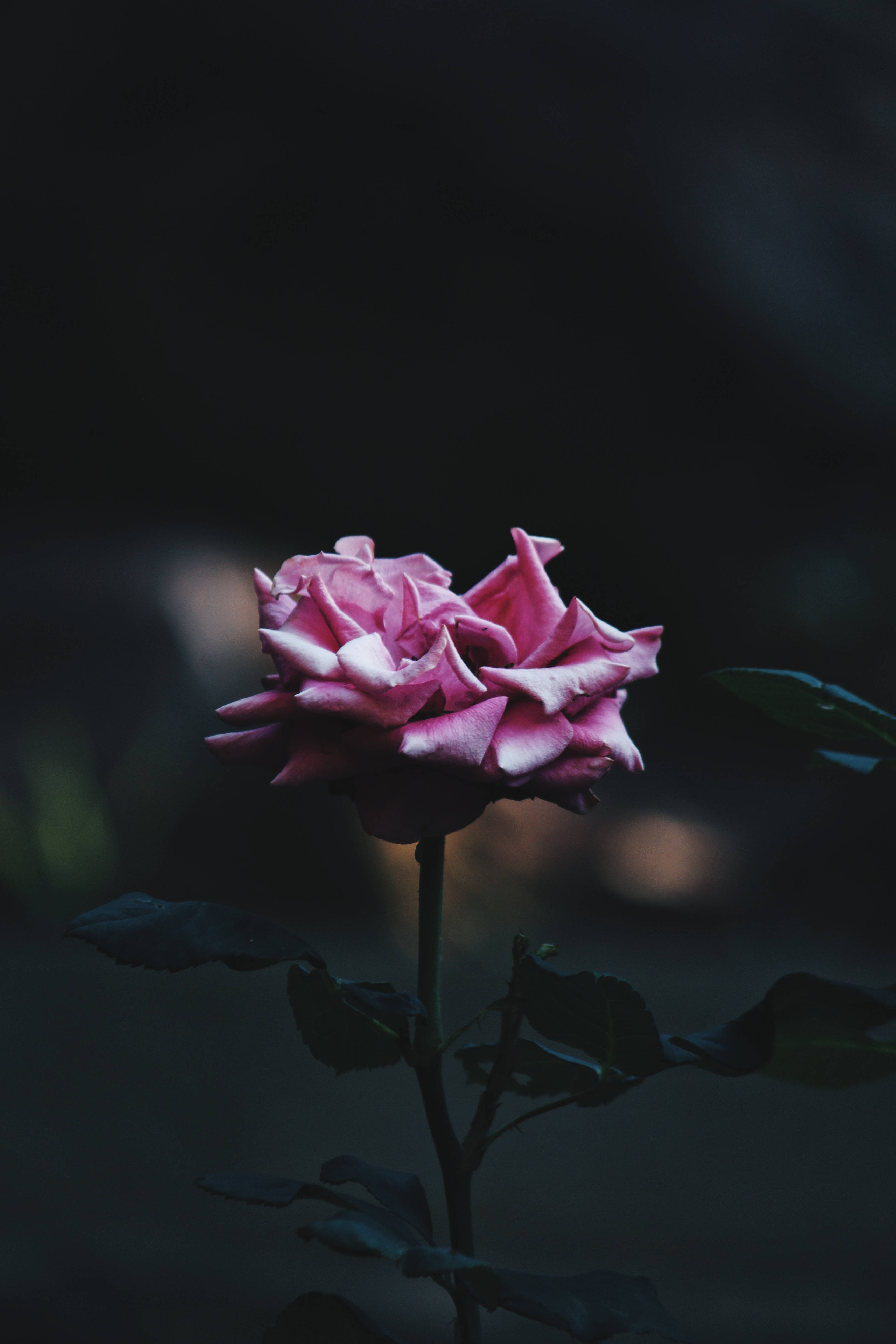 Rose iPhone 桌布 壁紙 — 一朵嬌嫩的粉紅玫瑰在深色背景上柔和綻放，背景有模糊的綠葉。