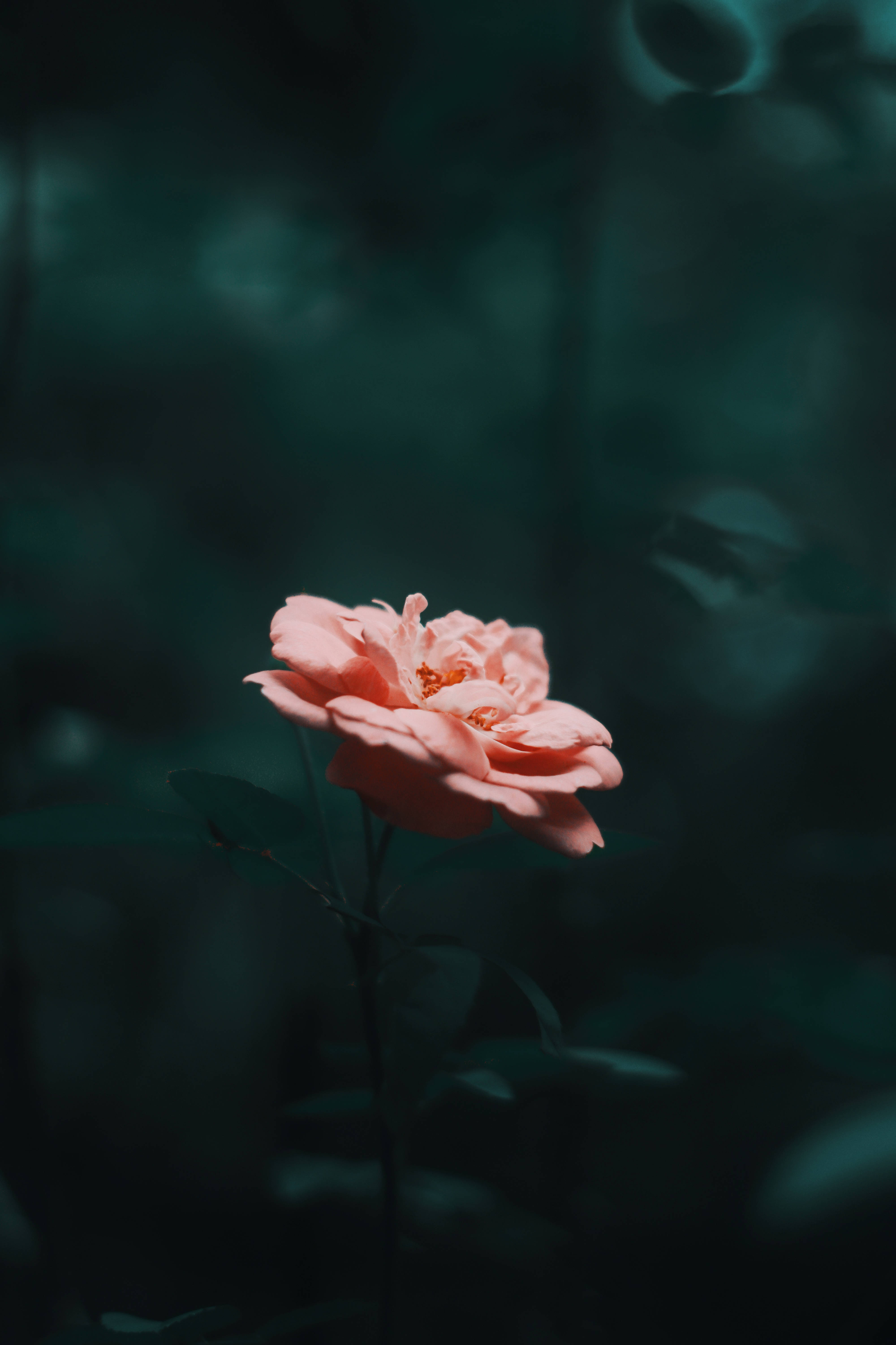 Rose HD 桌布 壁紙 — 一朵嬌嫩的粉紅玫瑰在深藍綠色模糊背景中柔和綻放，營造出憂鬱的花園場景。